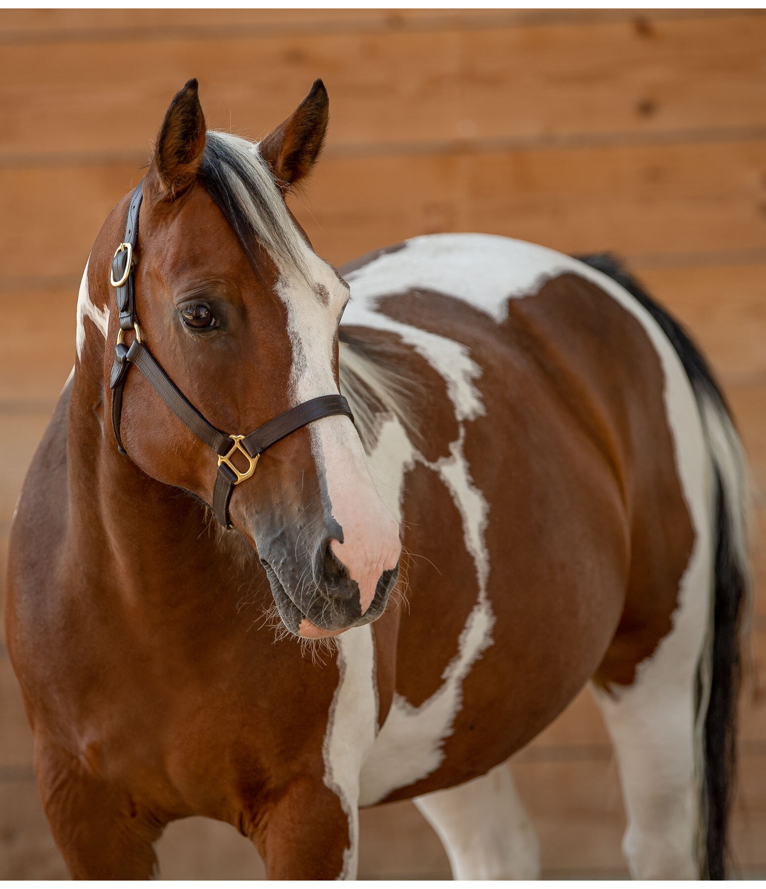 Leather Halter Premium