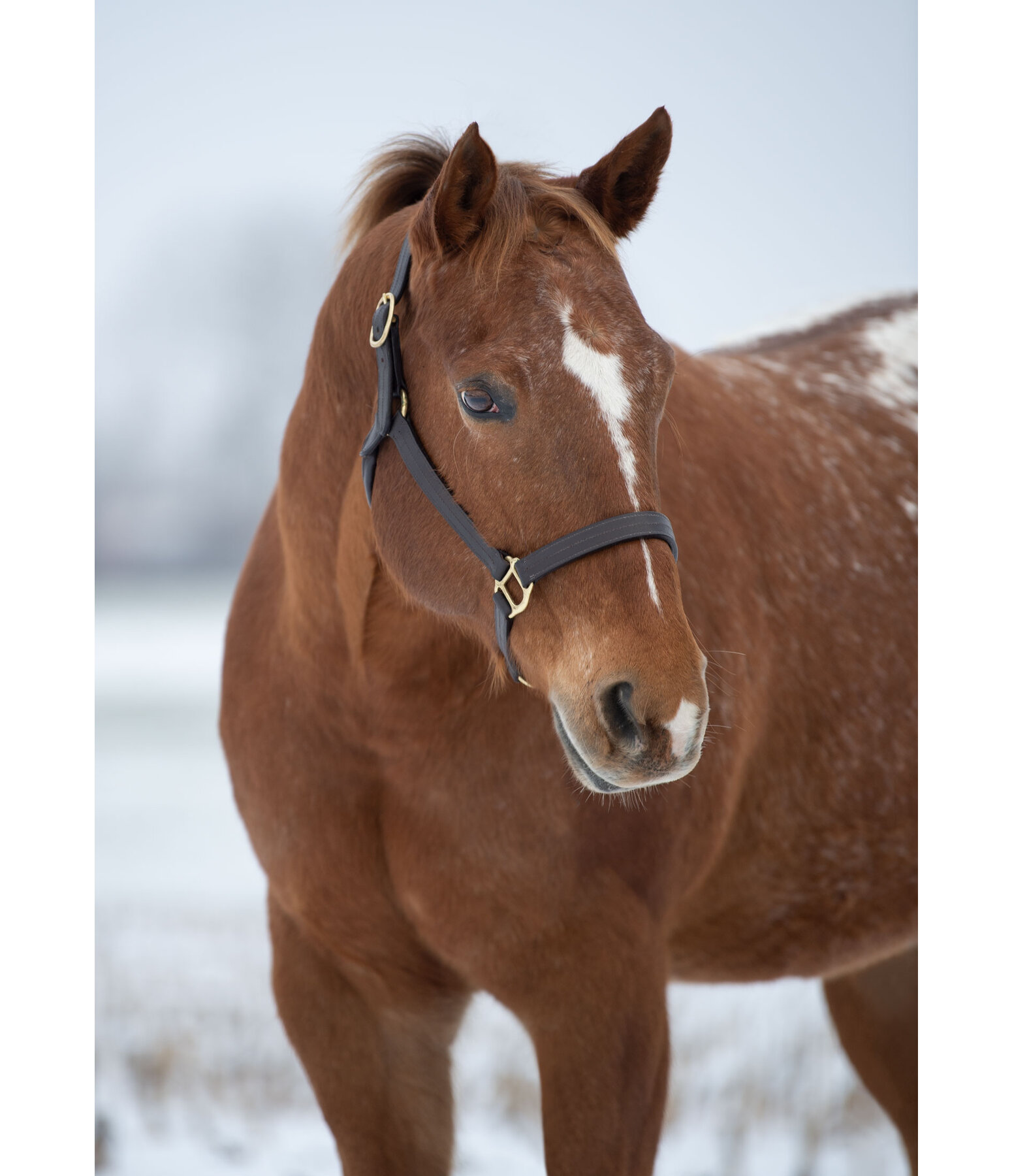 Leather Halter Premium