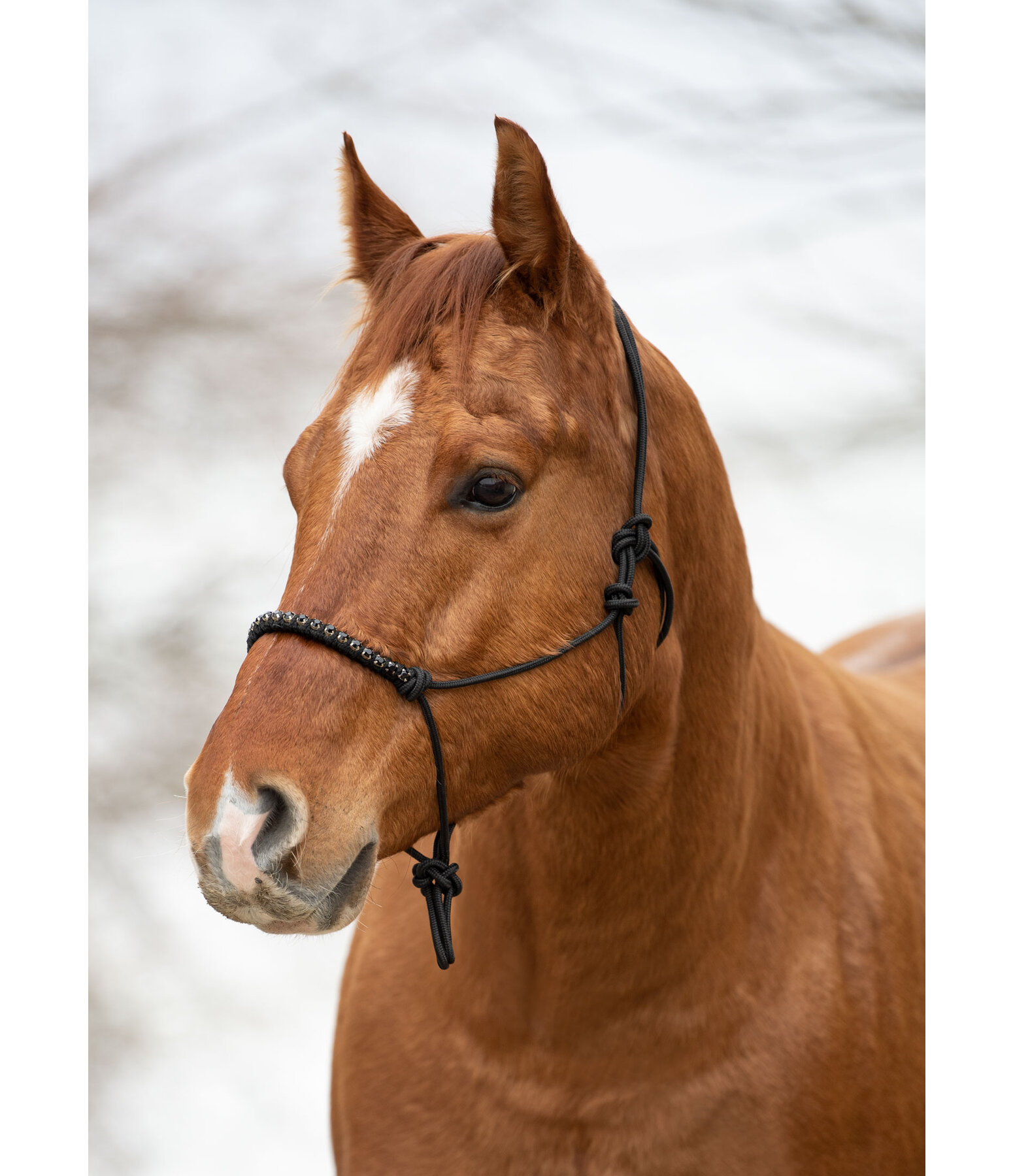 Rope Halter Imala Lungeing & Horse Groundwork Kramer Equestrian