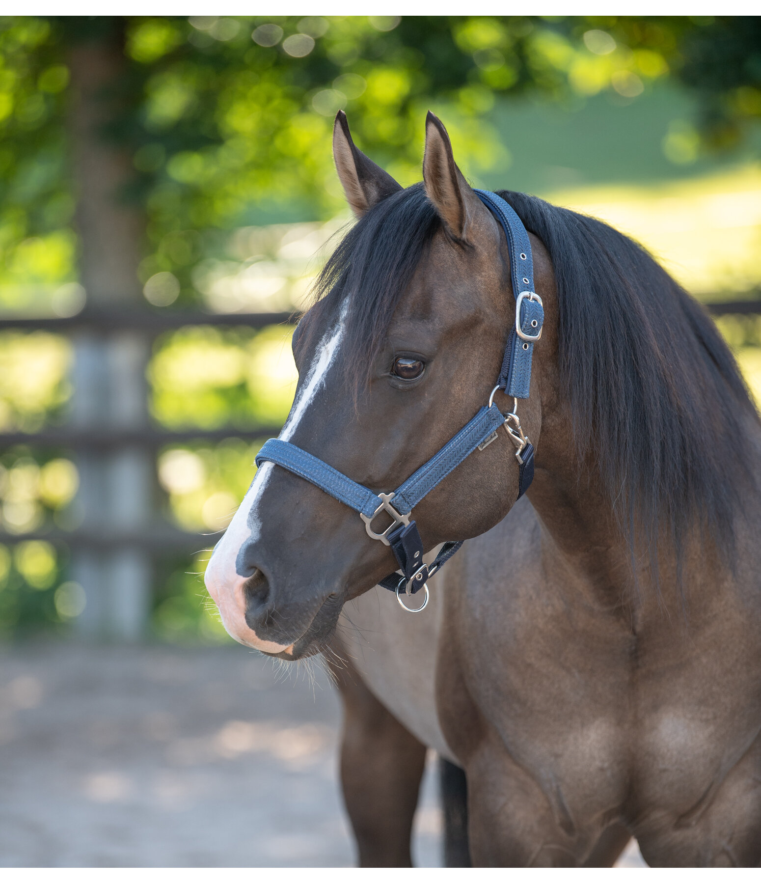 Halter Holly