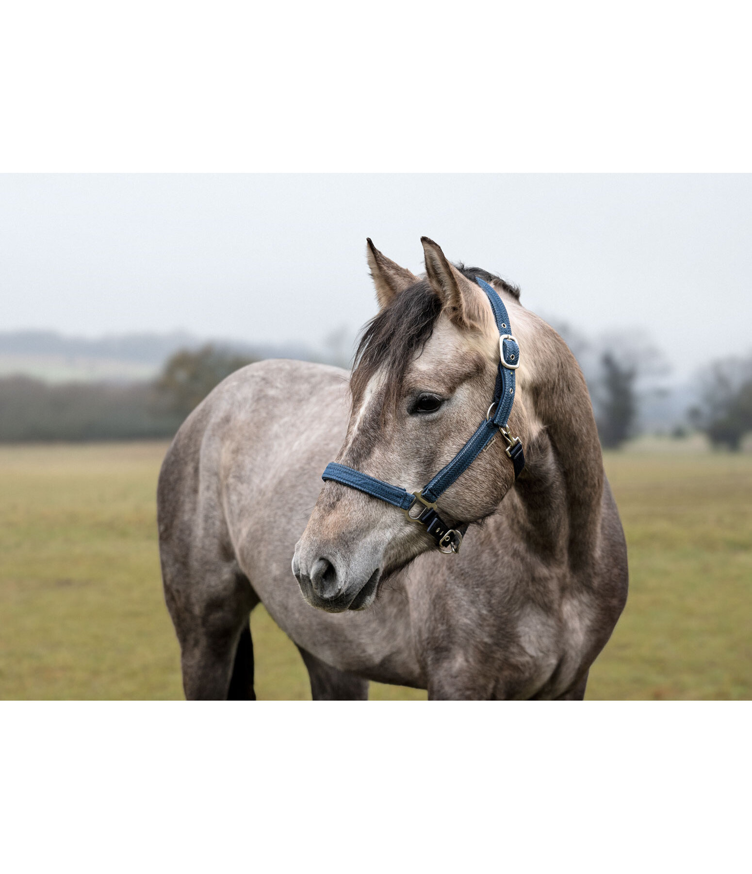 Halter Holly