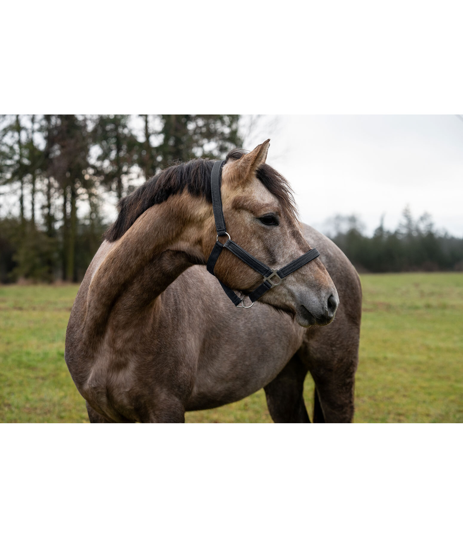 Halter Holly