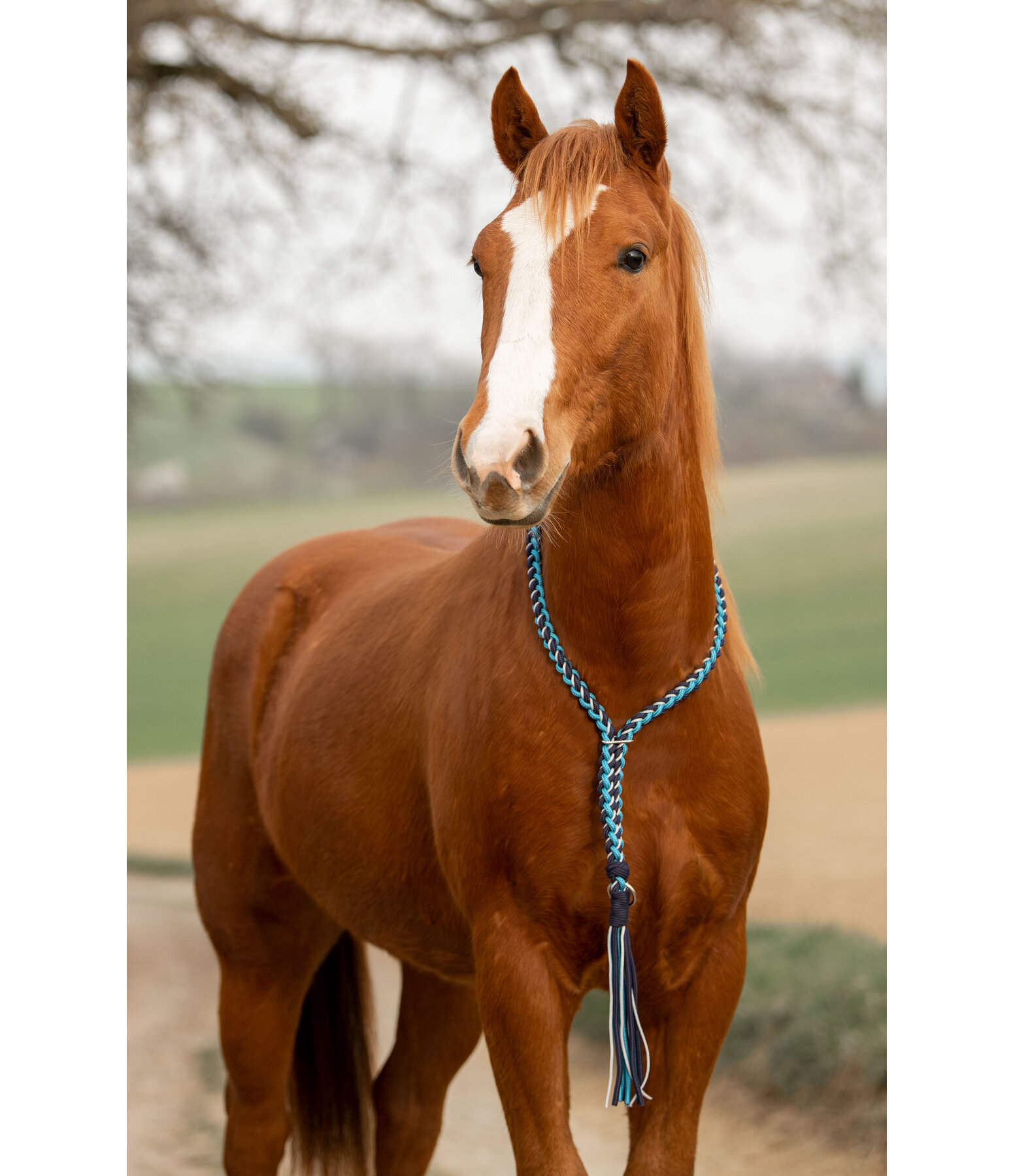 Braided Neck Ring Bonny