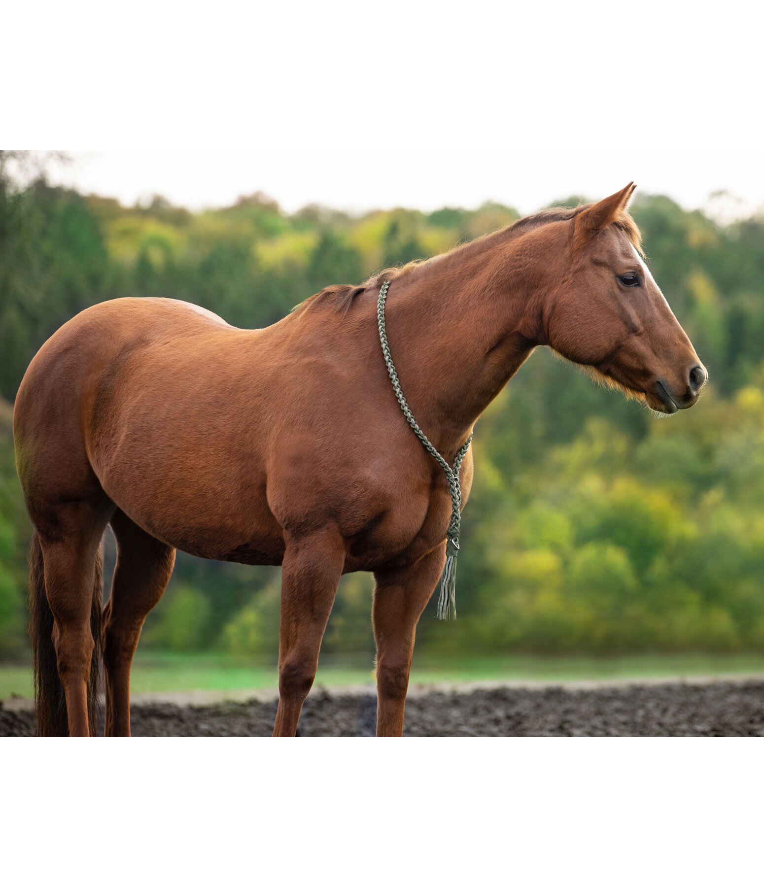 Braided Neck Ring Bonny