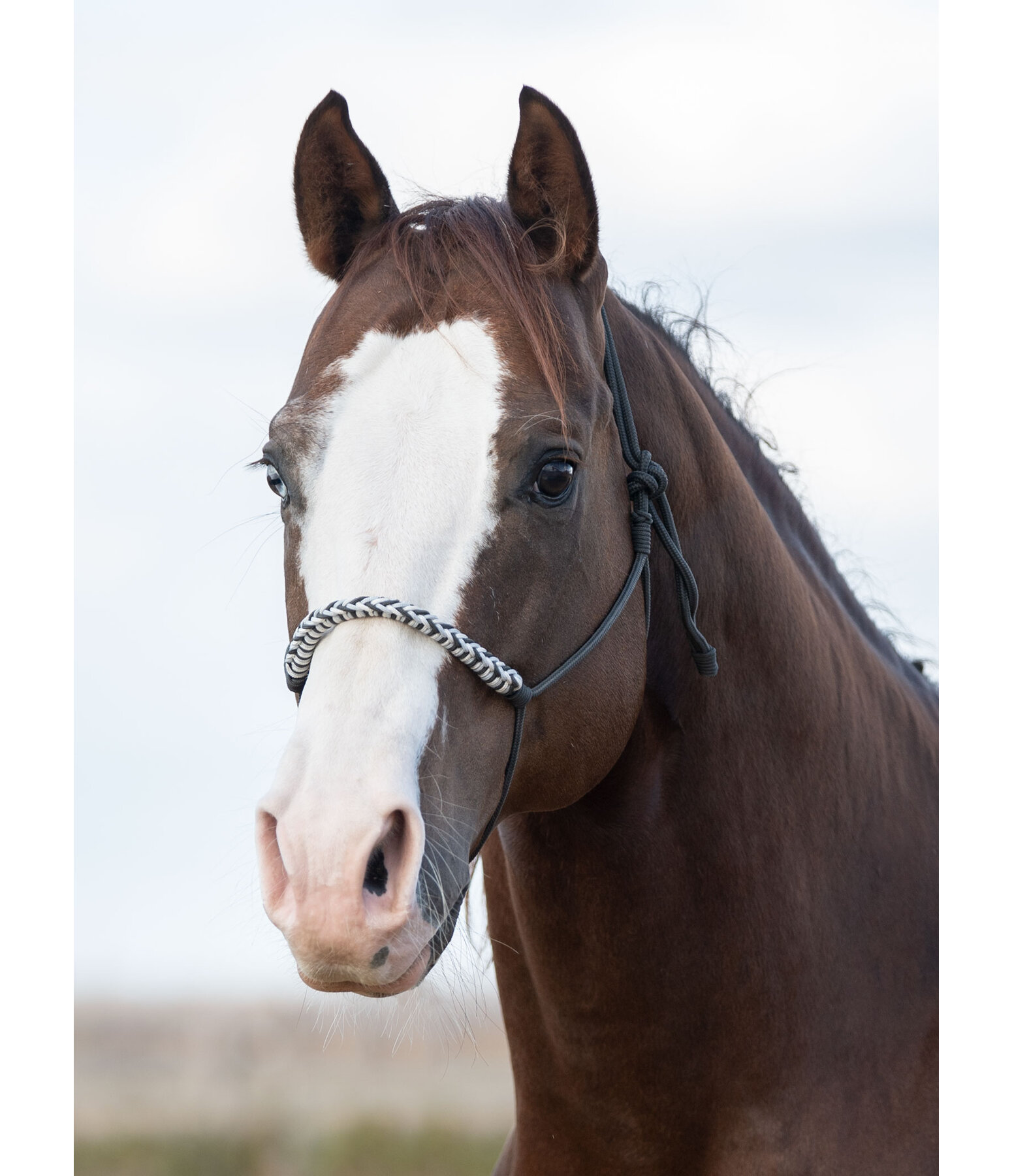 Knotless Rope Halter Bonny