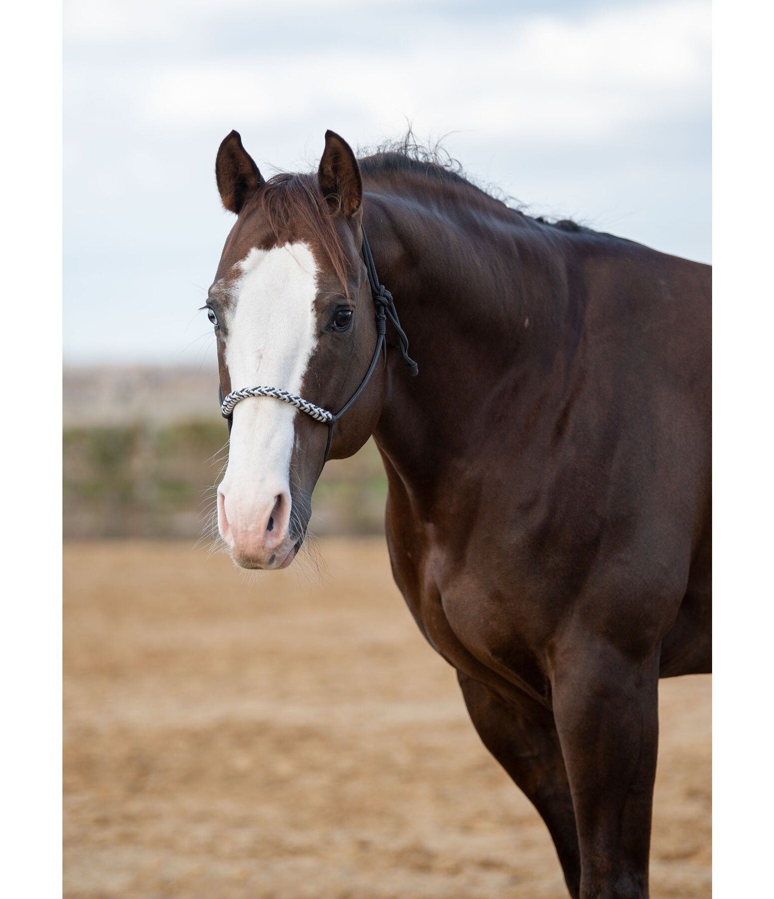 Knotless Rope Halter Bonny