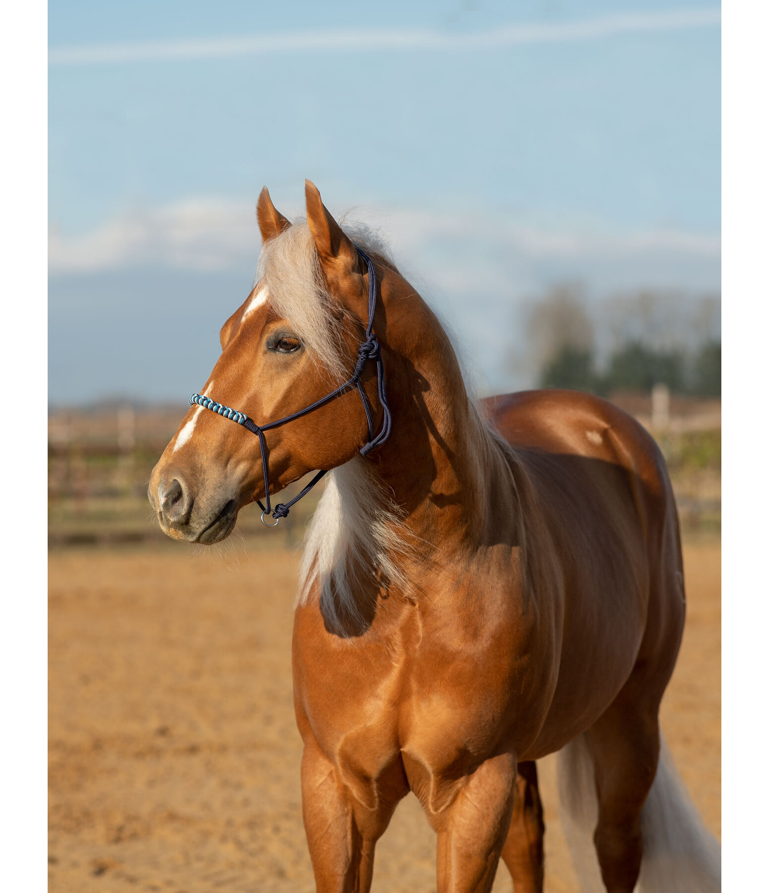 Knotless Rope Halter Bonny