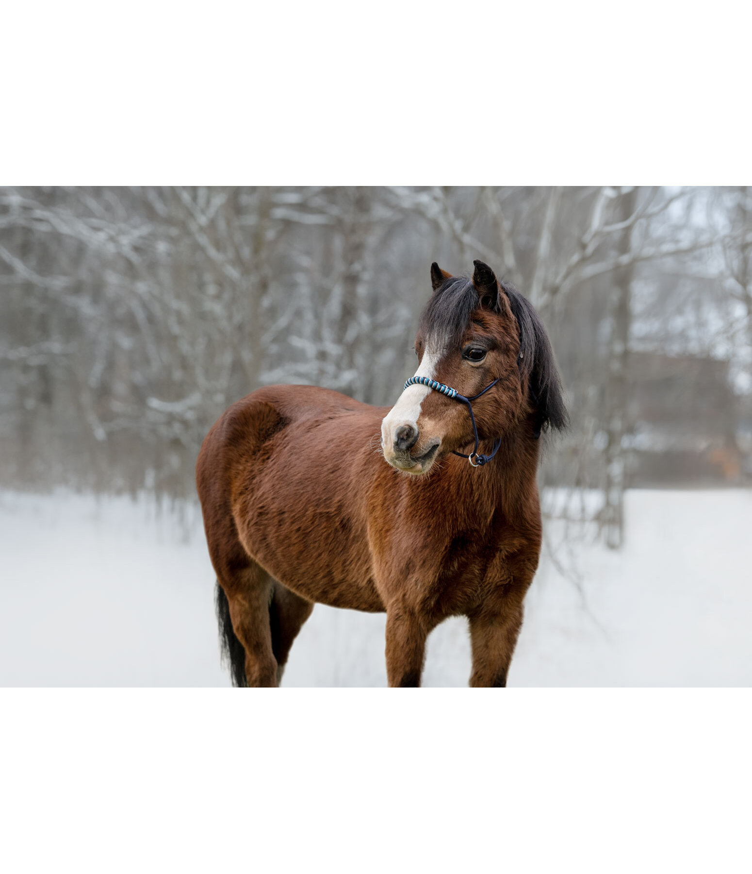 Knotless Rope Halter Bonny