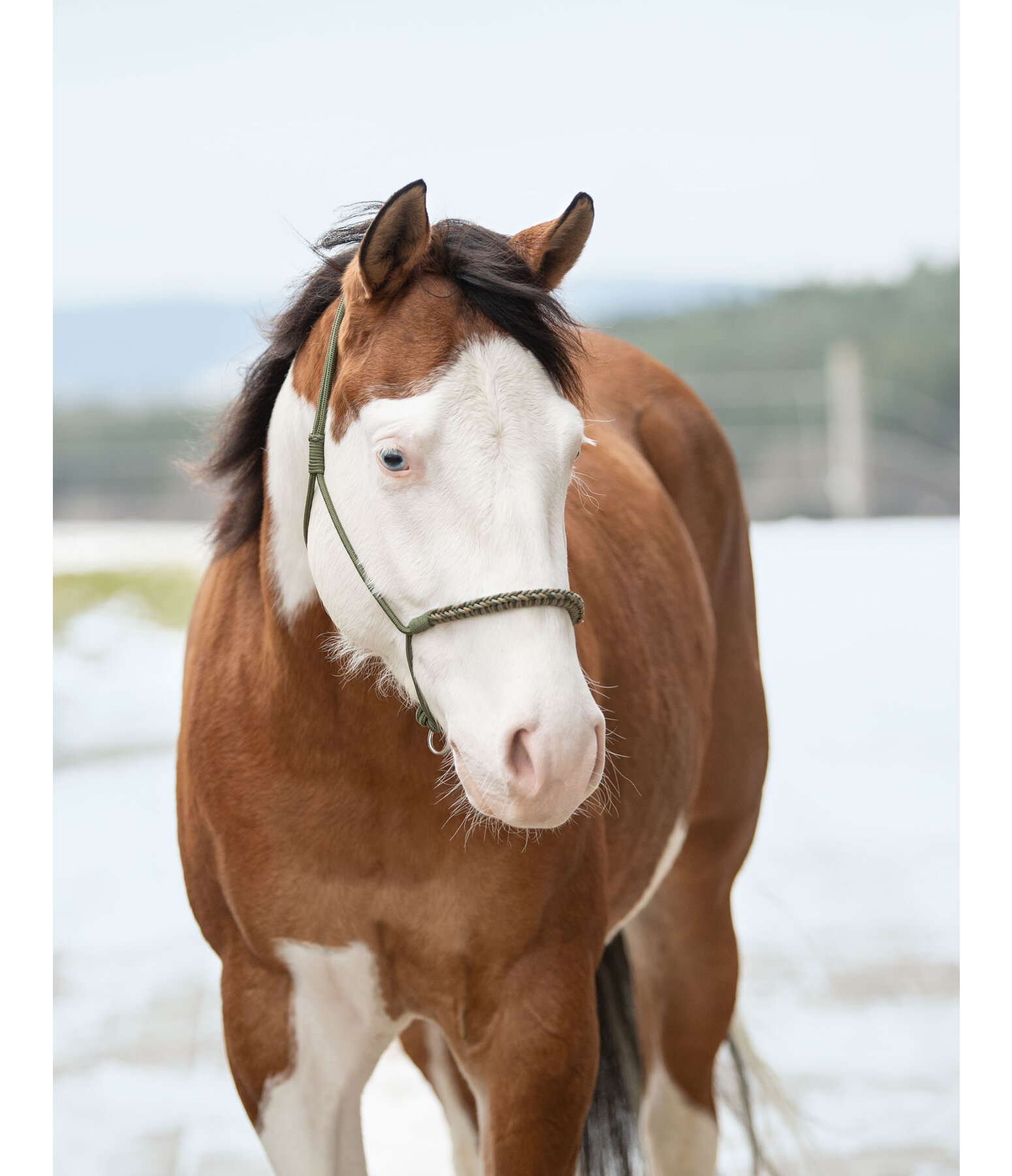 Knotless Rope Halter Bonny