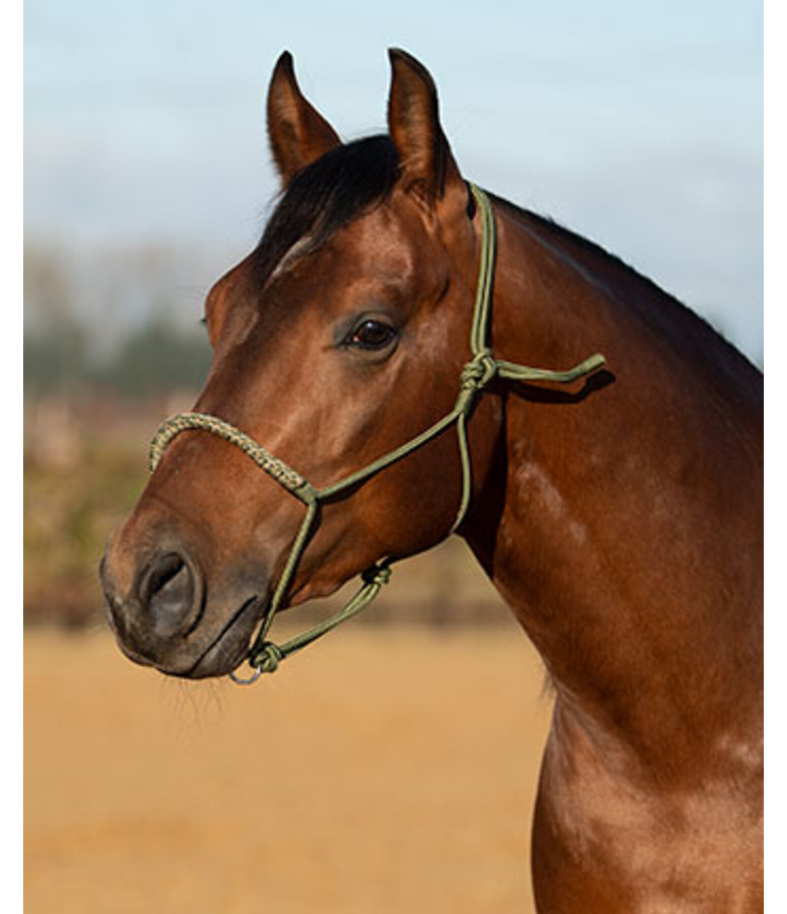 Knotless Rope Halter Bonny