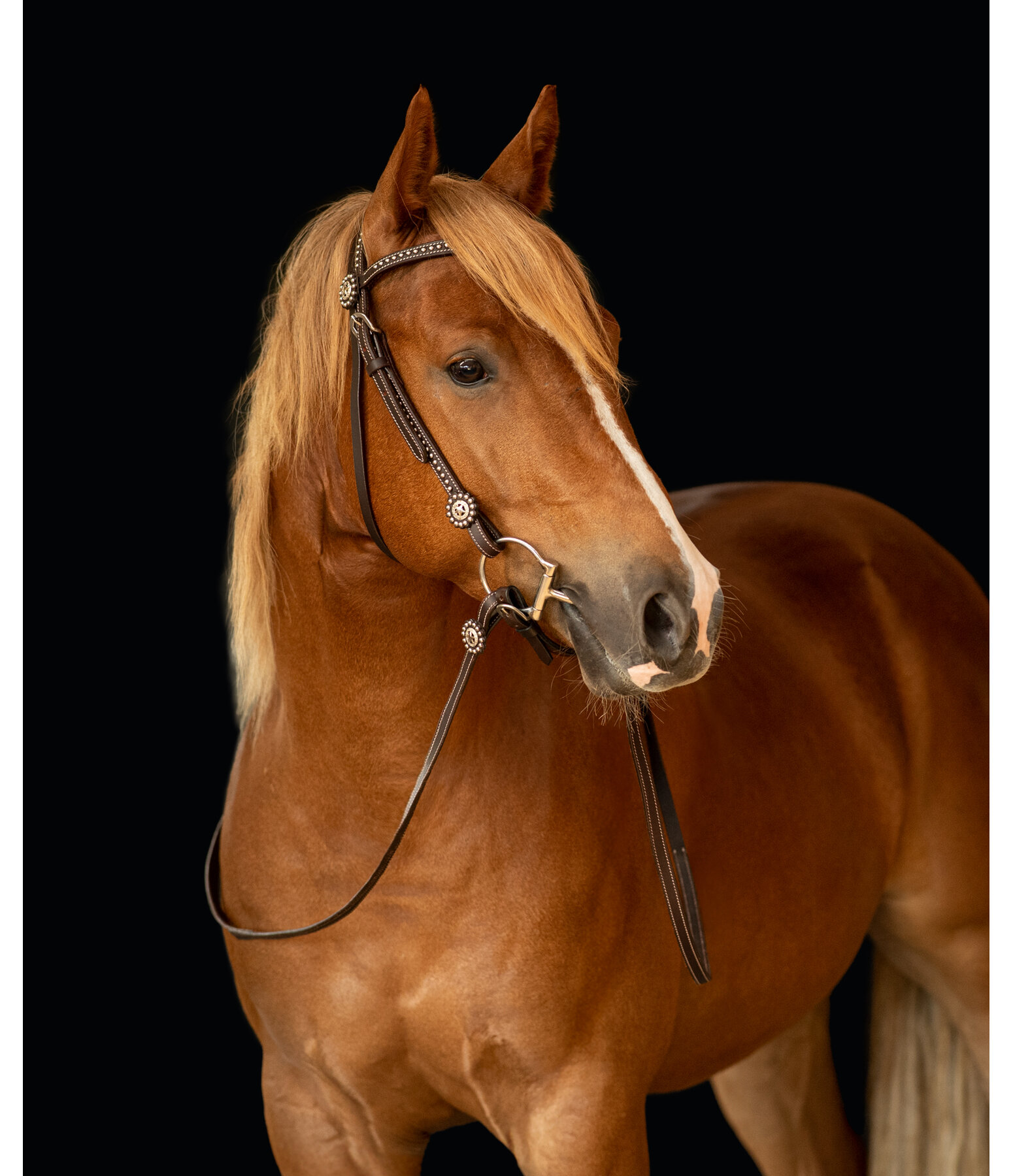 Western Headstall with Reins Stars