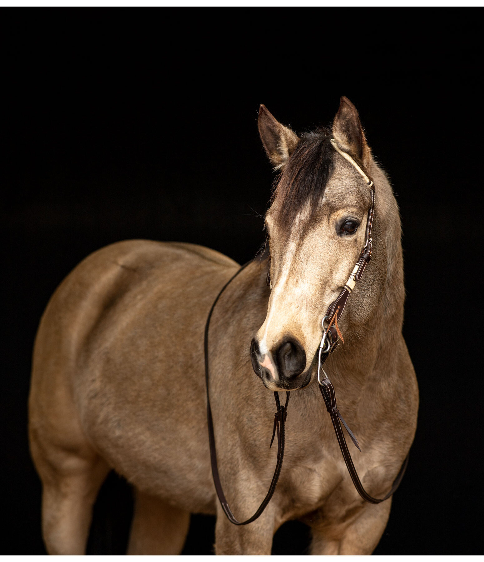 Single Ear Headstall Rawhide