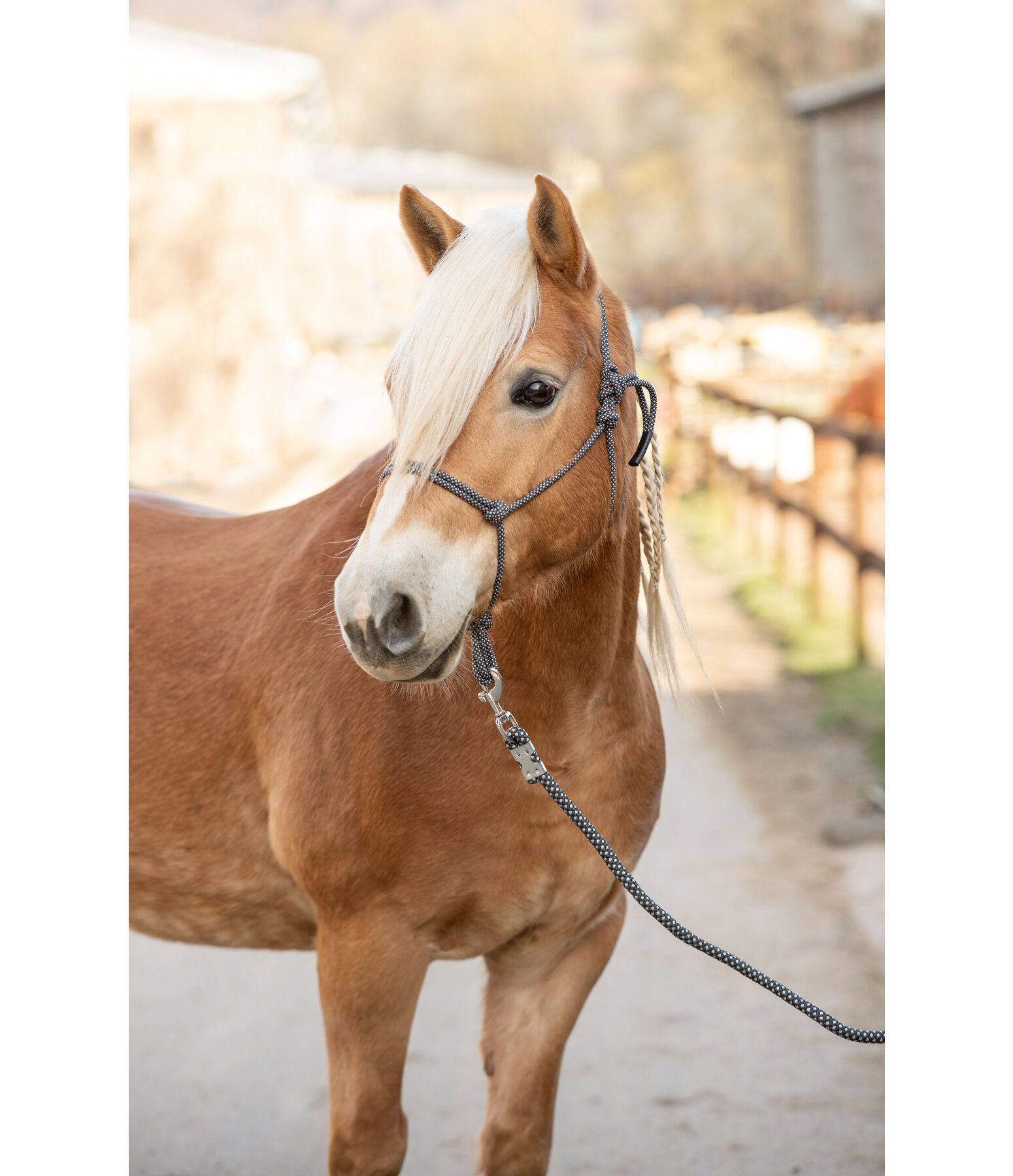 Rope Halter Set Haylie