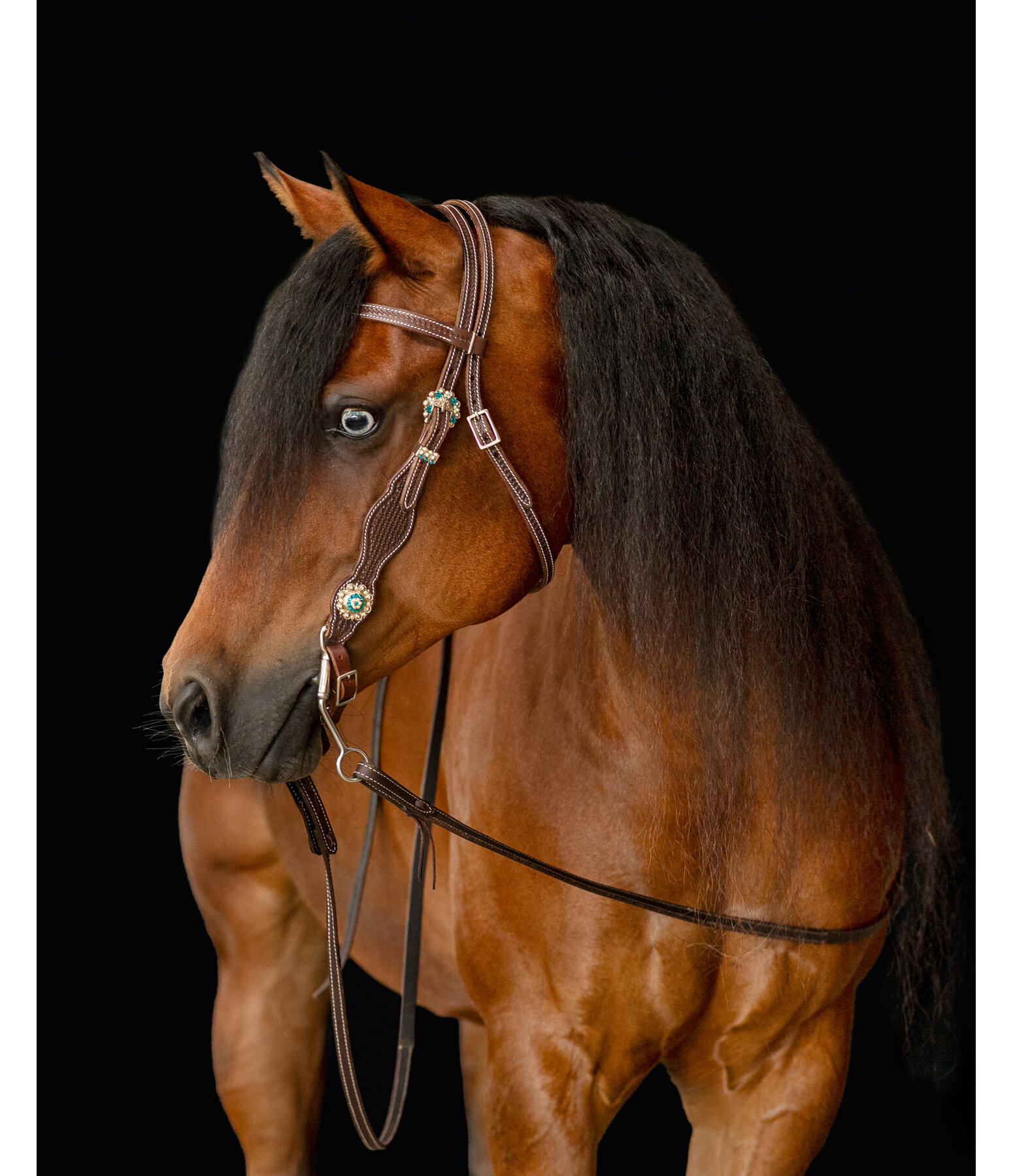 STDK Headstall Turquoise Dream