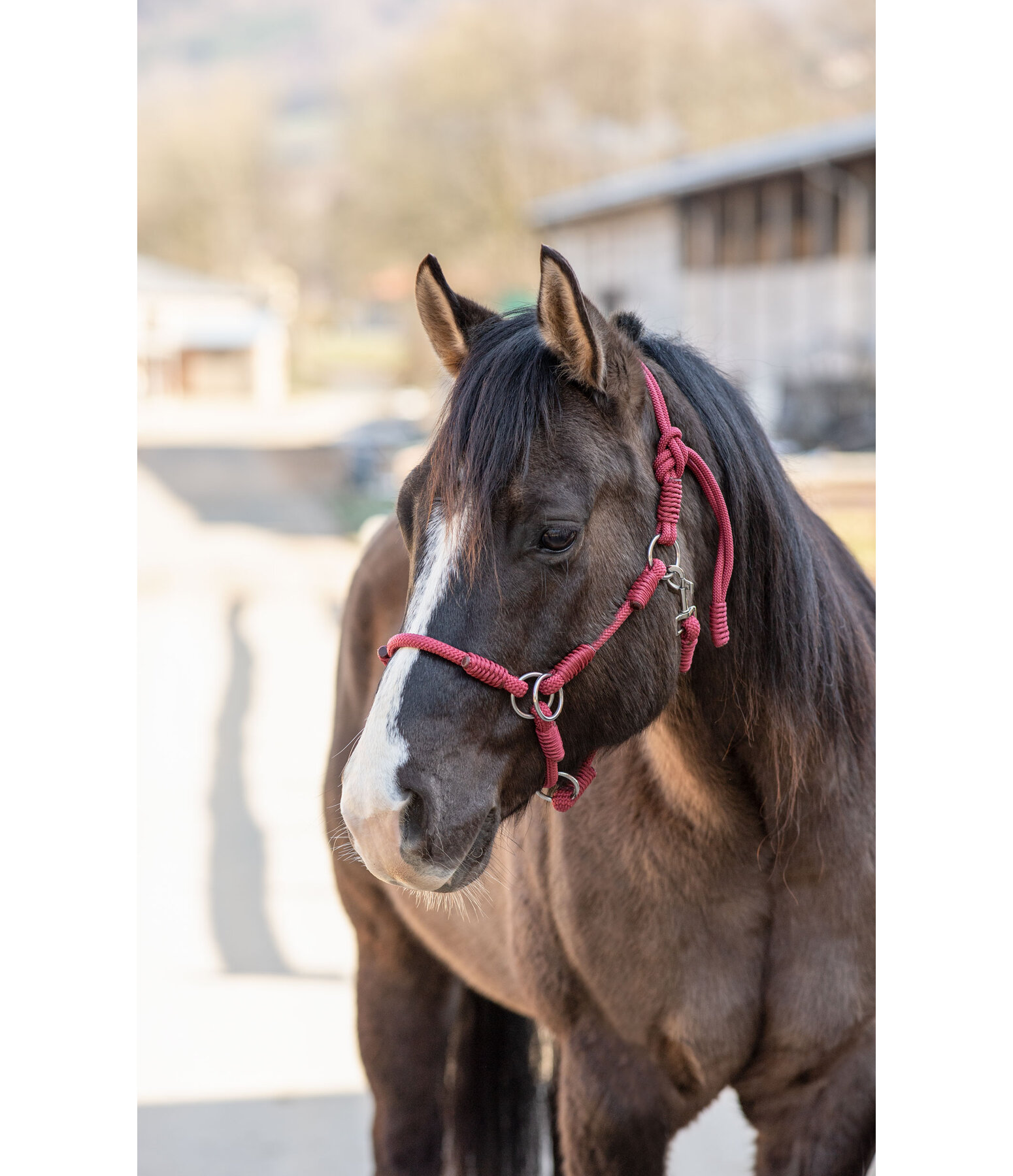 Halter Ropes