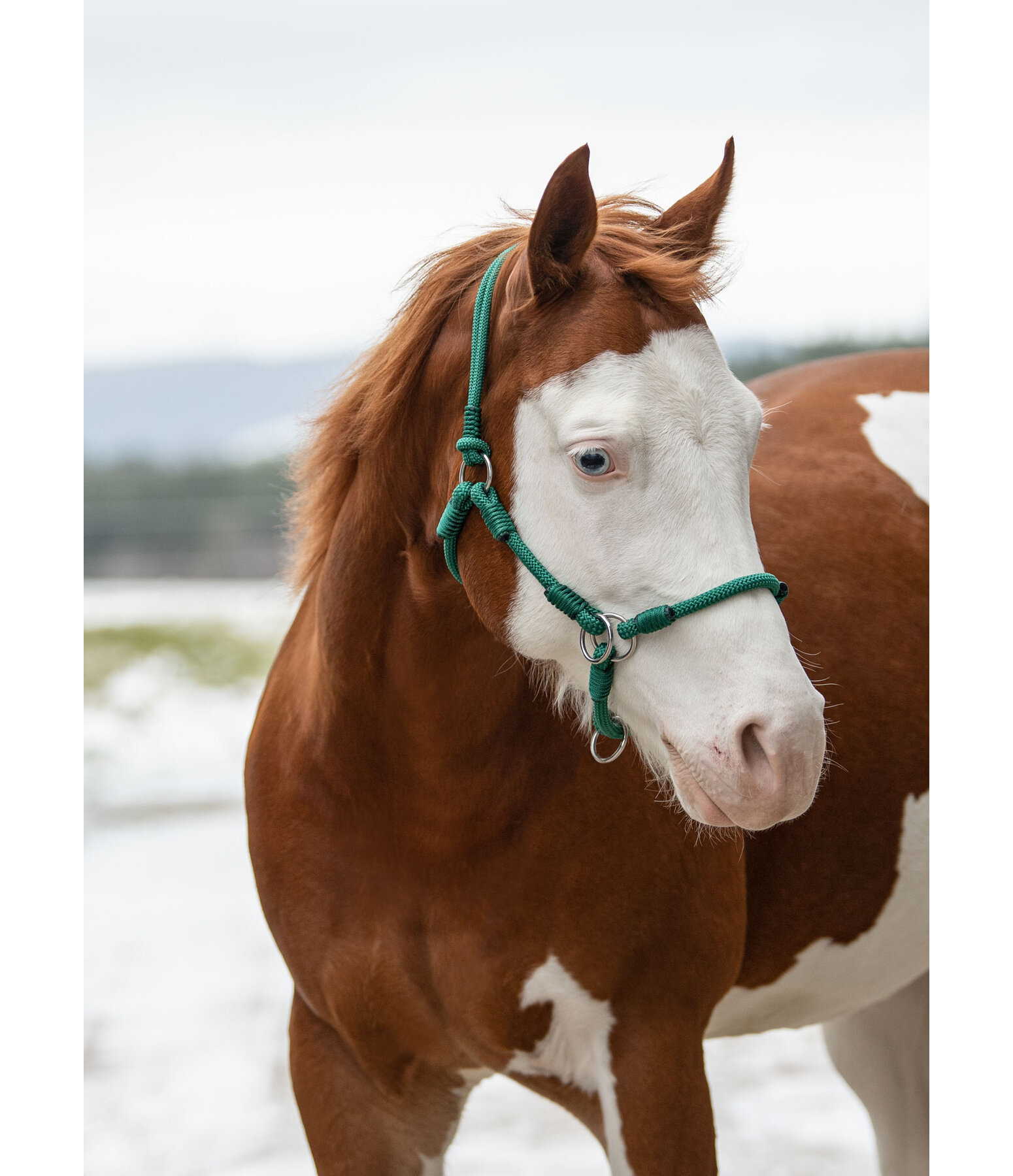 Halter Ropes