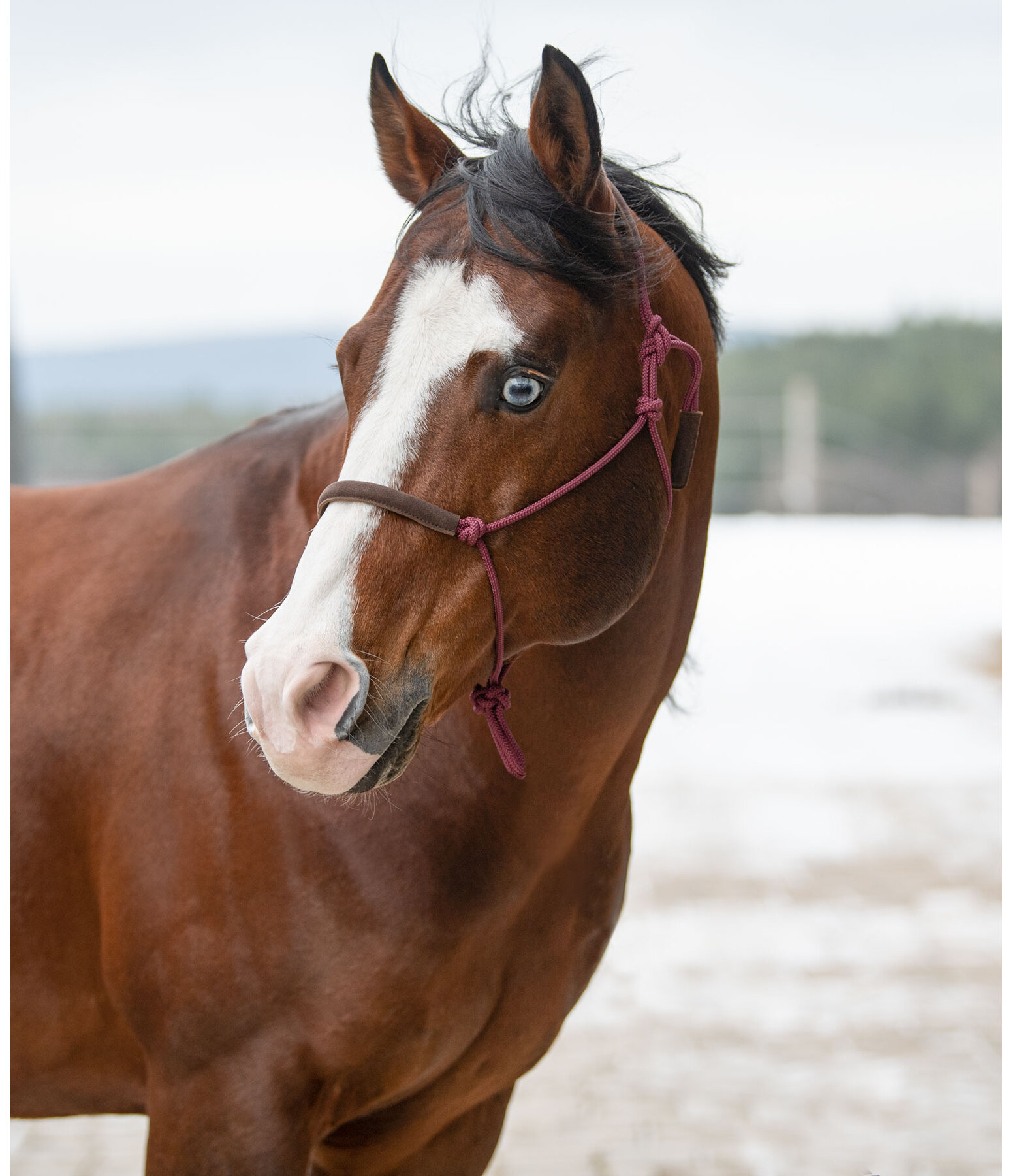 Rope Halter Cuero