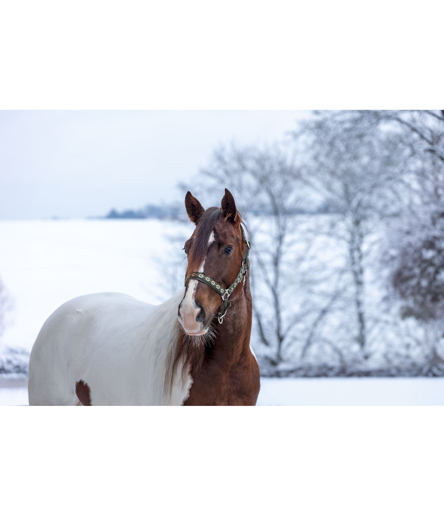 Headcollar Ikat