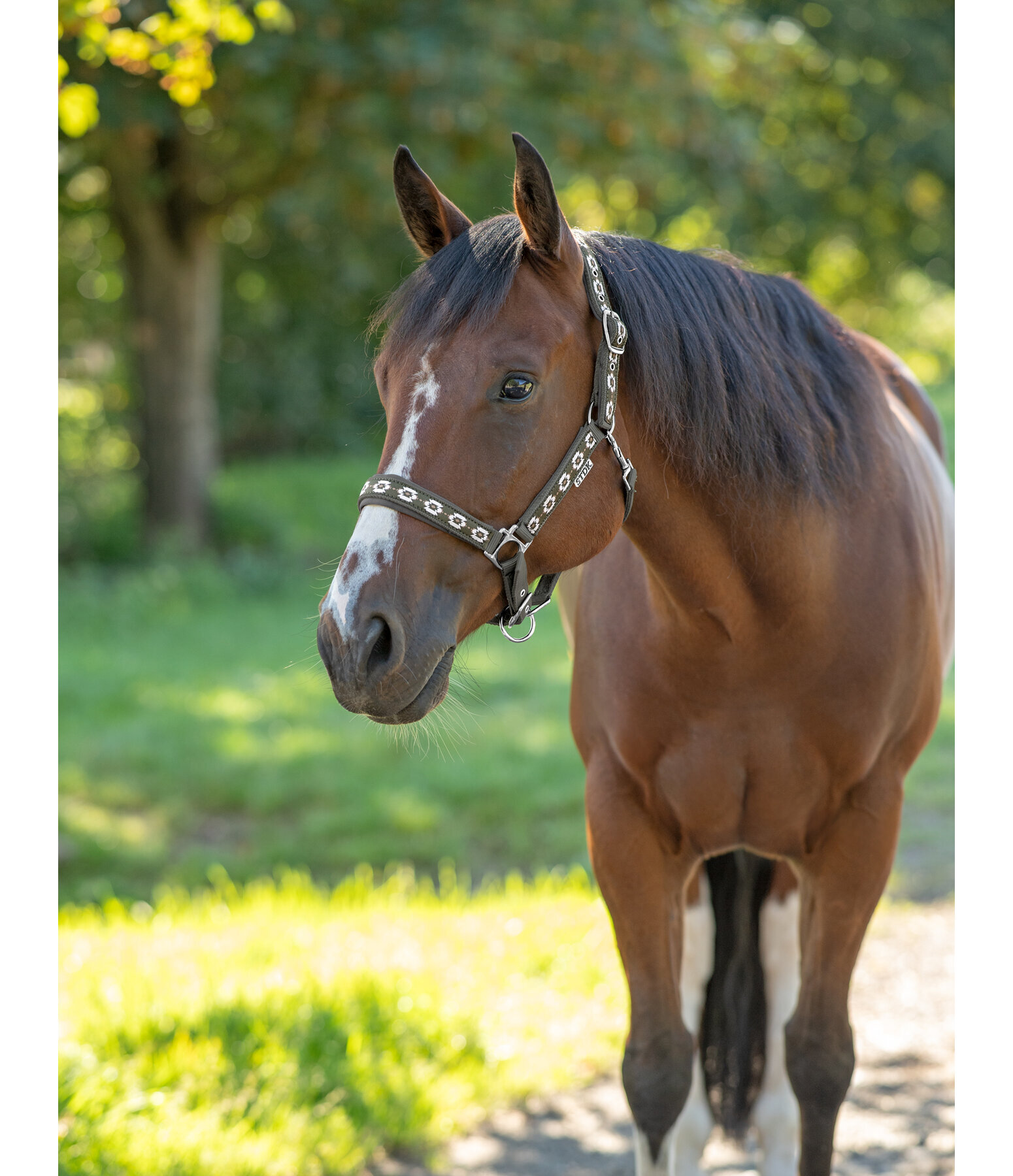 Headcollar Ikat