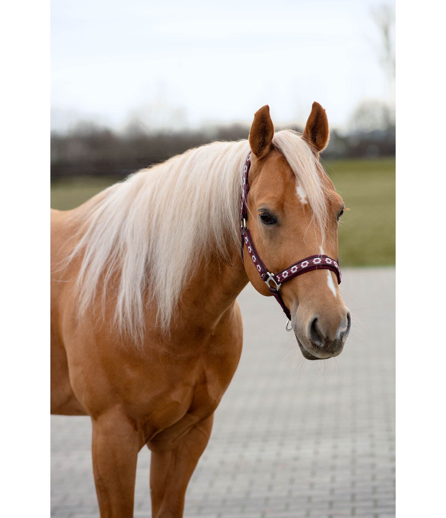 Headcollar Ikat