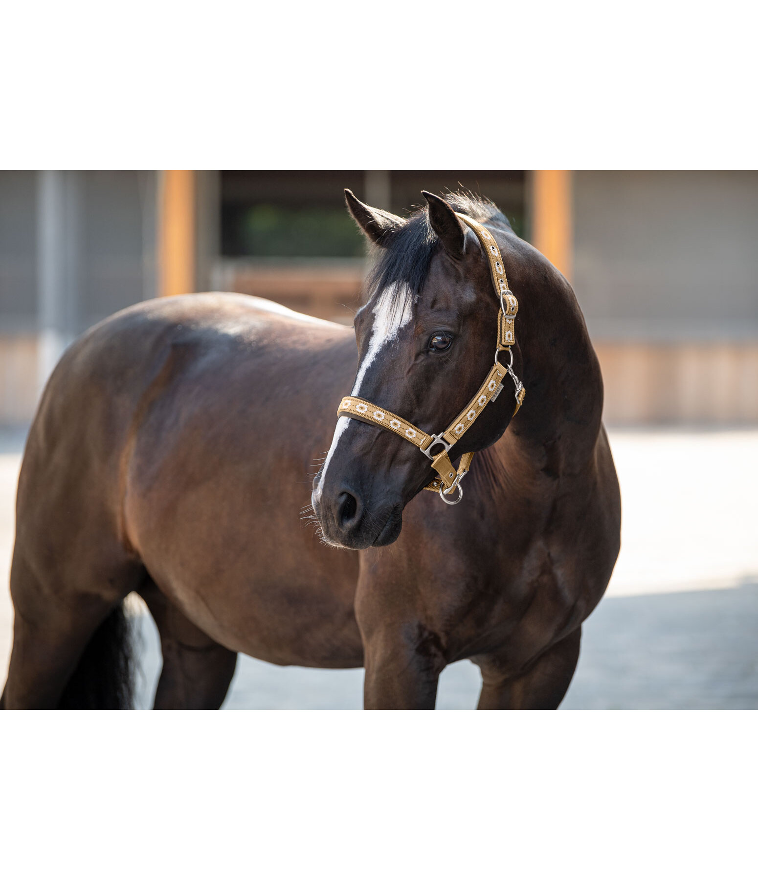 Headcollar Ikat