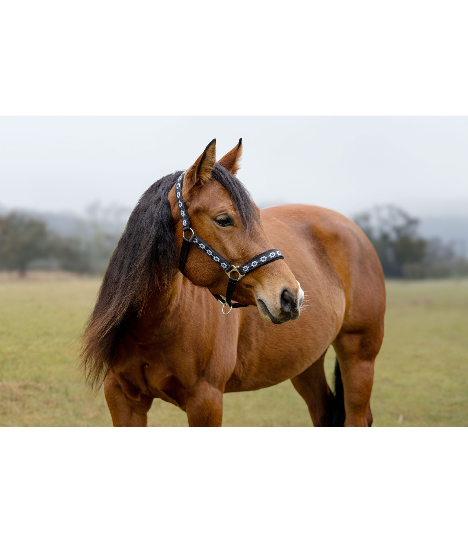 Headcollar Ikat