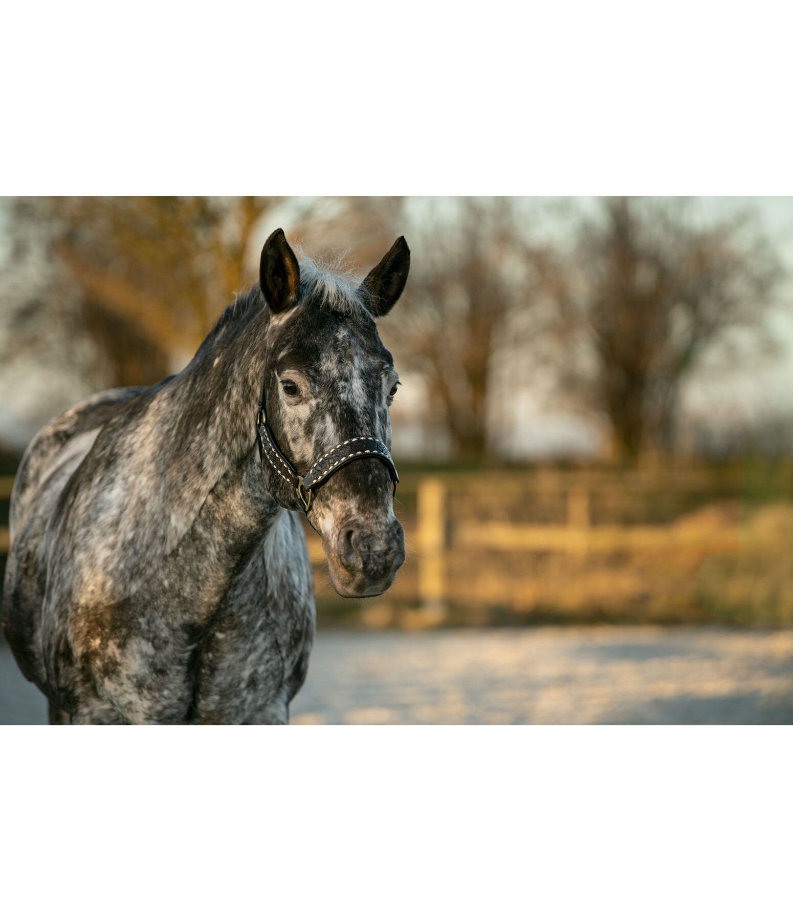 Leather Halter Napi