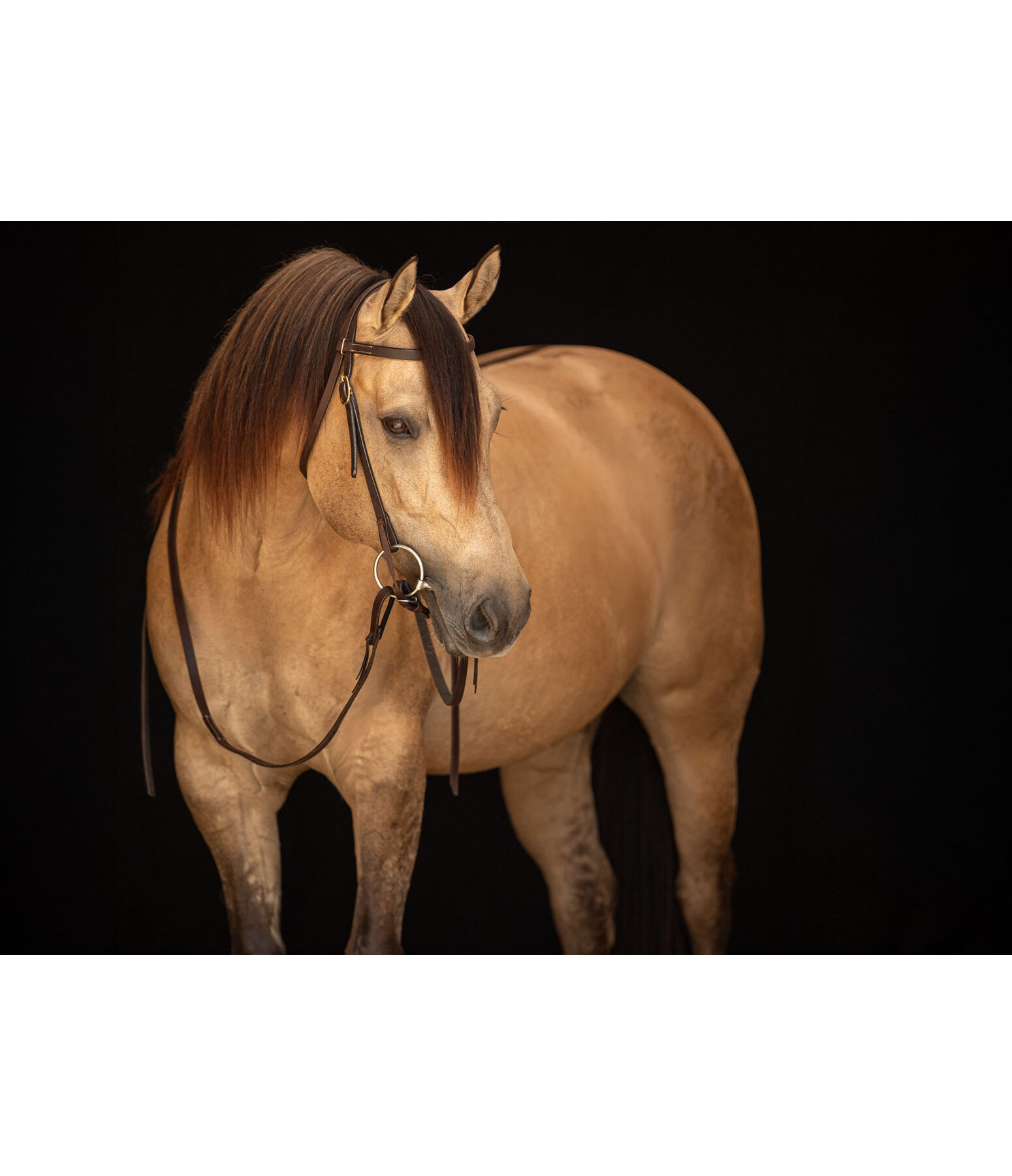 Training Headstall Harness