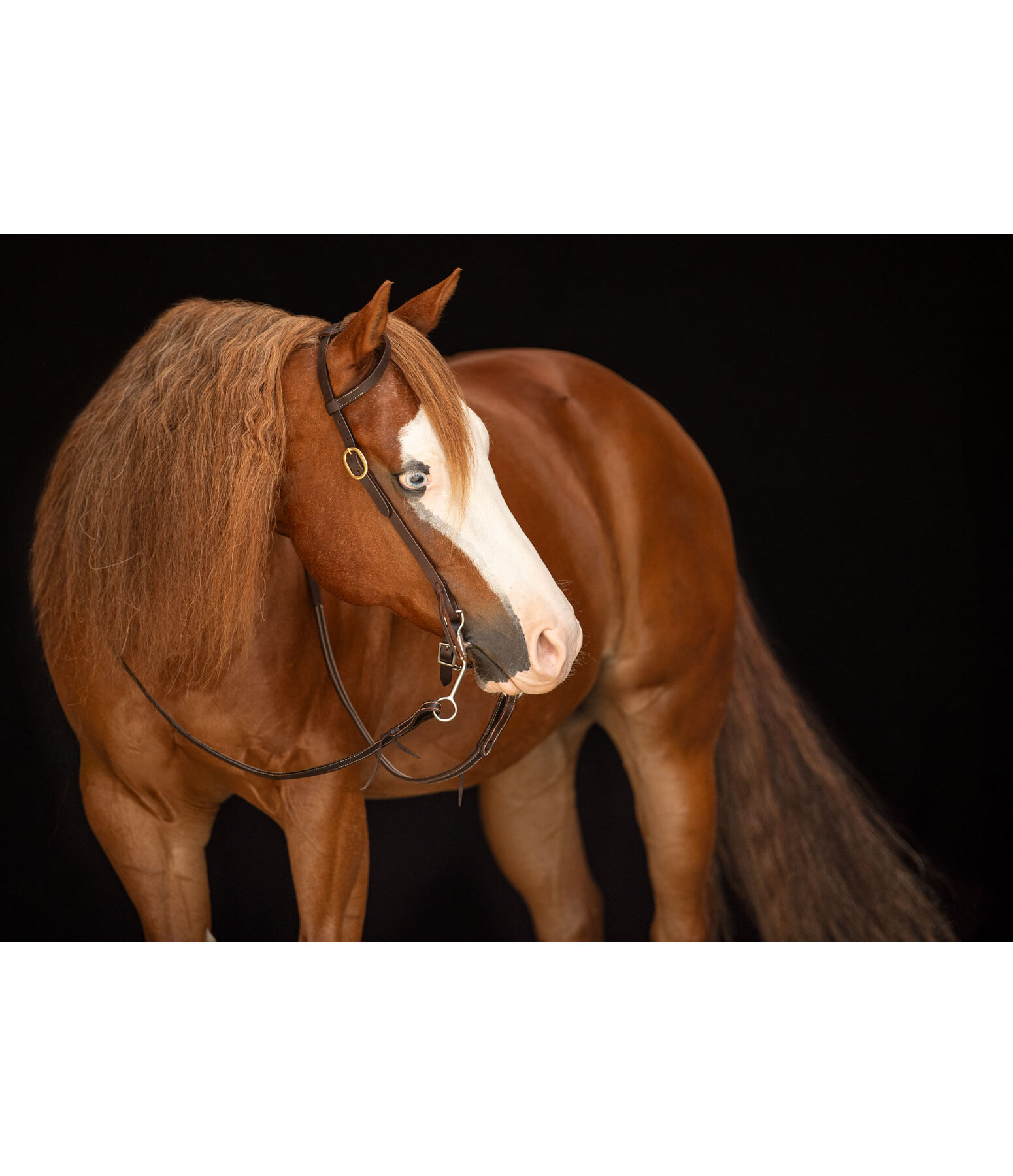One-Ear Training Headstall Harness