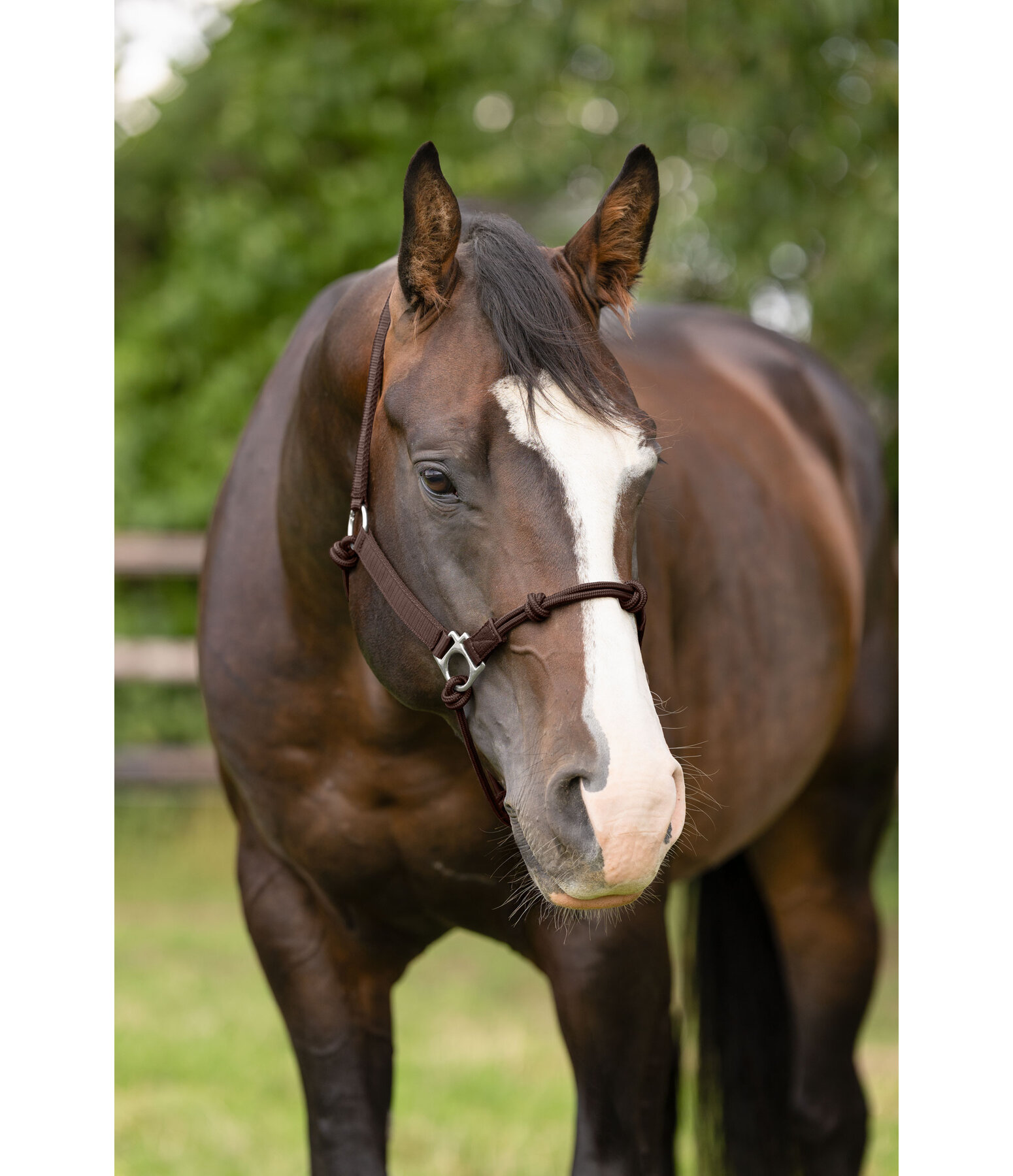 Hybrid Knot Rope Halter