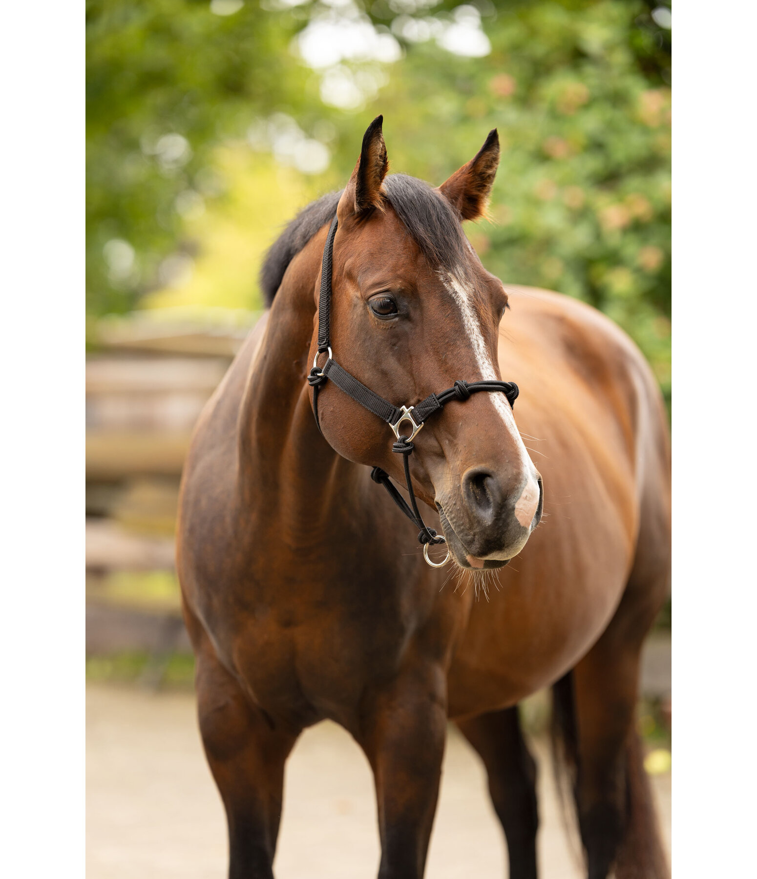 Hybrid Knot Rope Halter