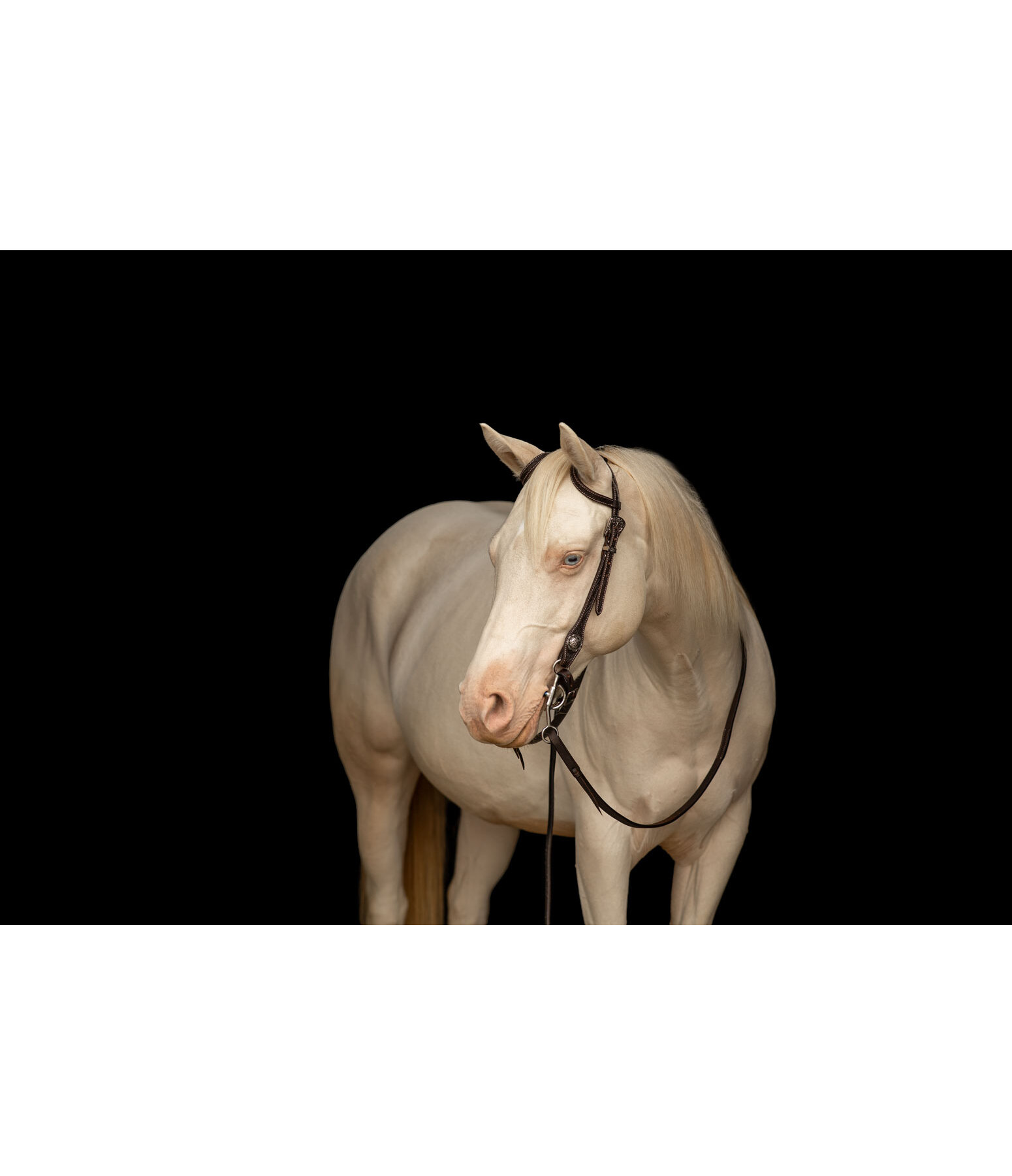 Two Ear Headstall Leaves