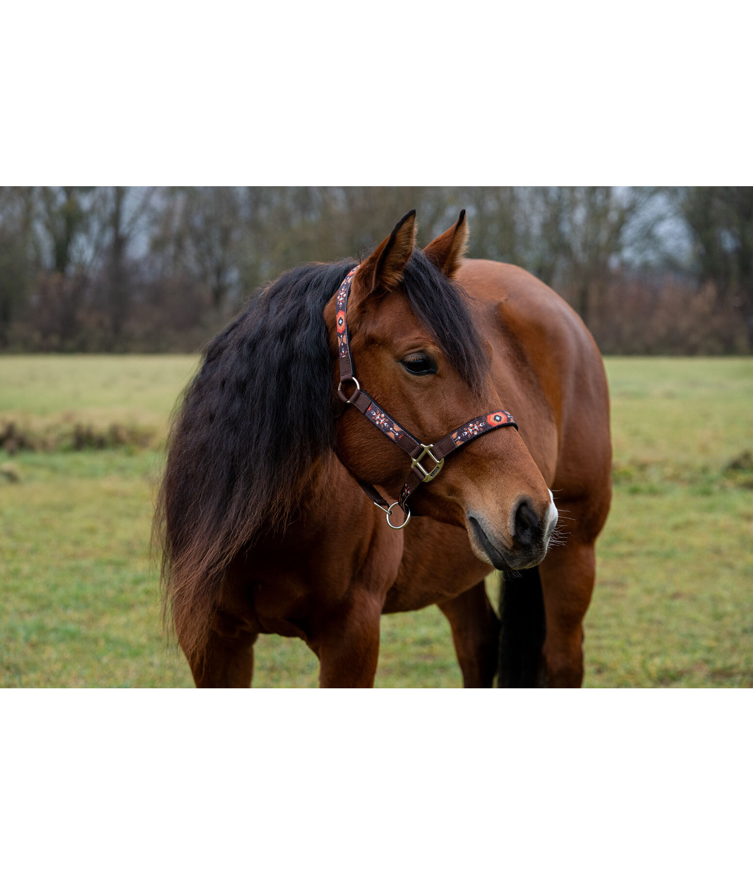 Headcollar Sumailla