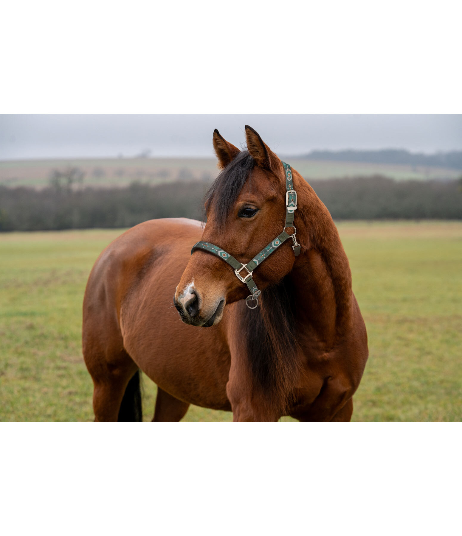 Headcollar Sumailla