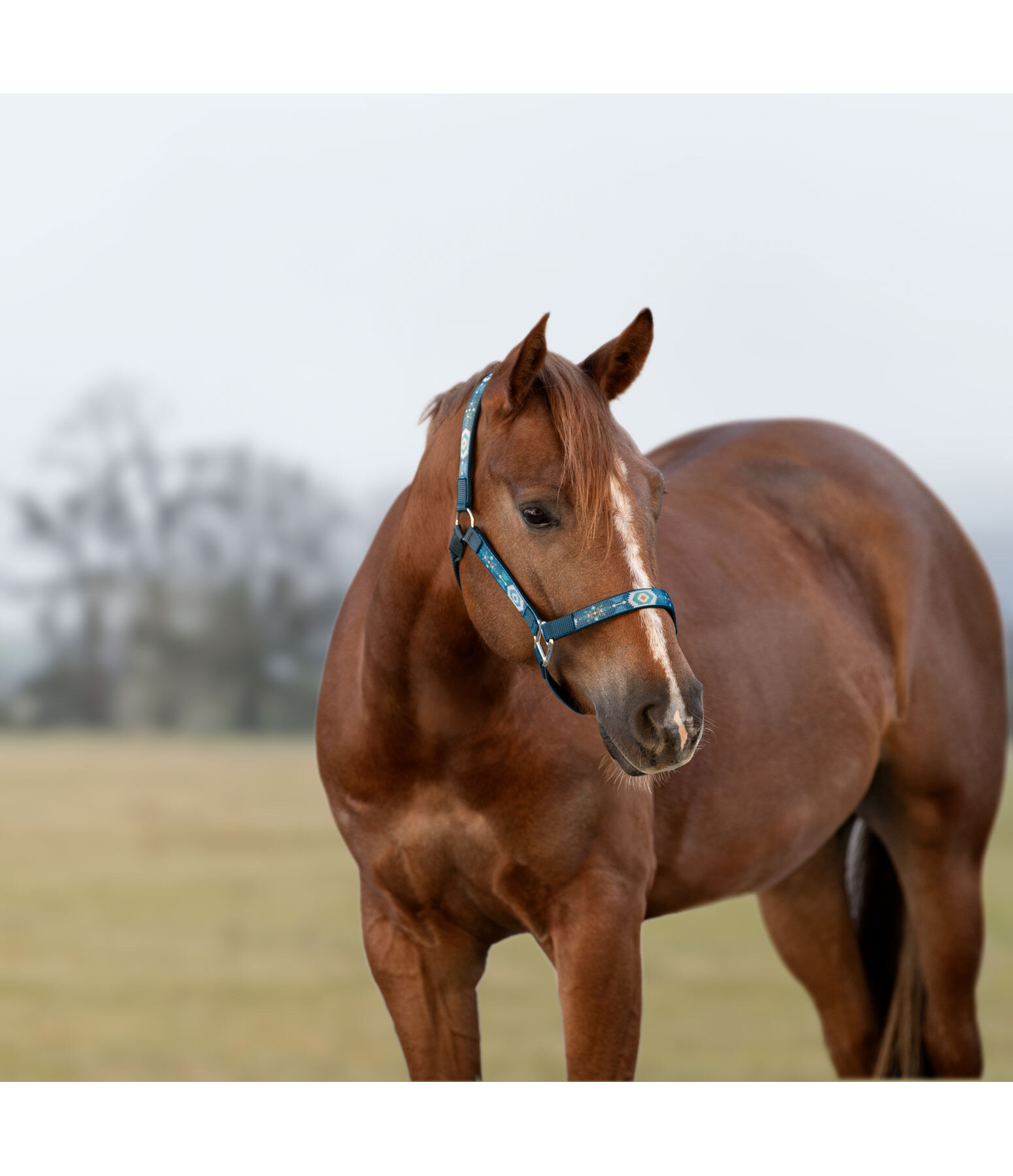 Headcollar Sumailla