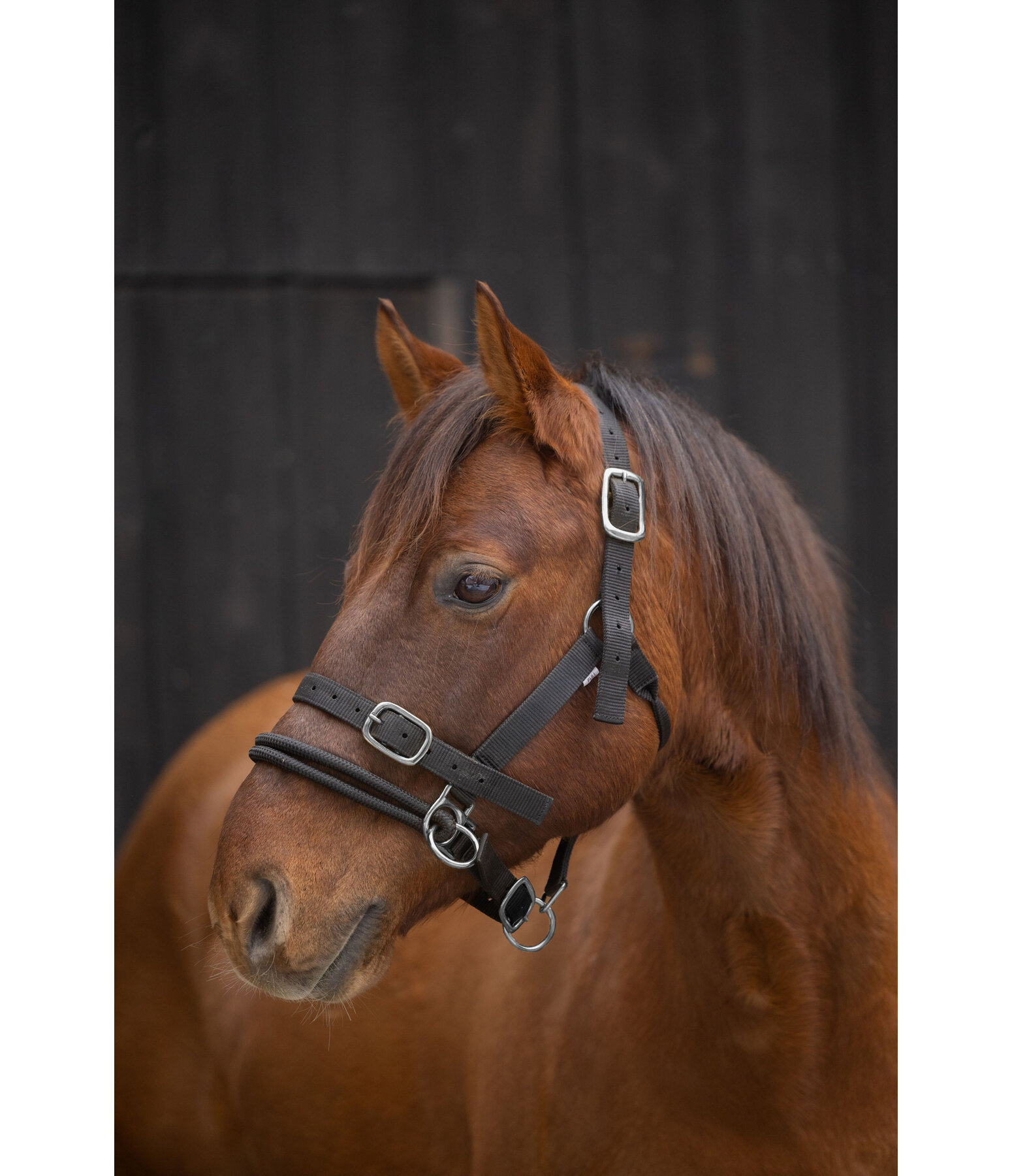 Training Headcollar Dual-Mode