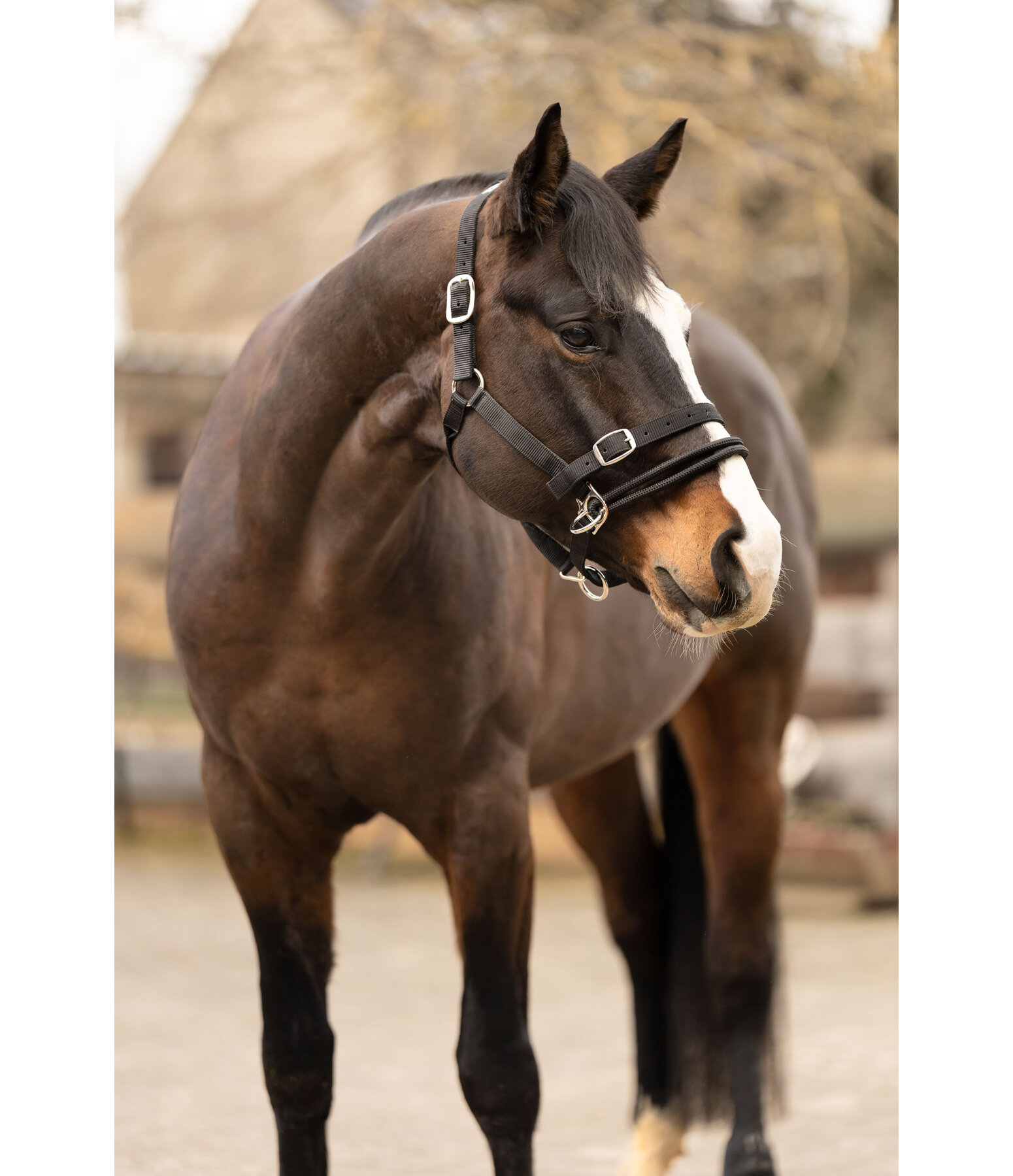 Training Headcollar Dual-Mode
