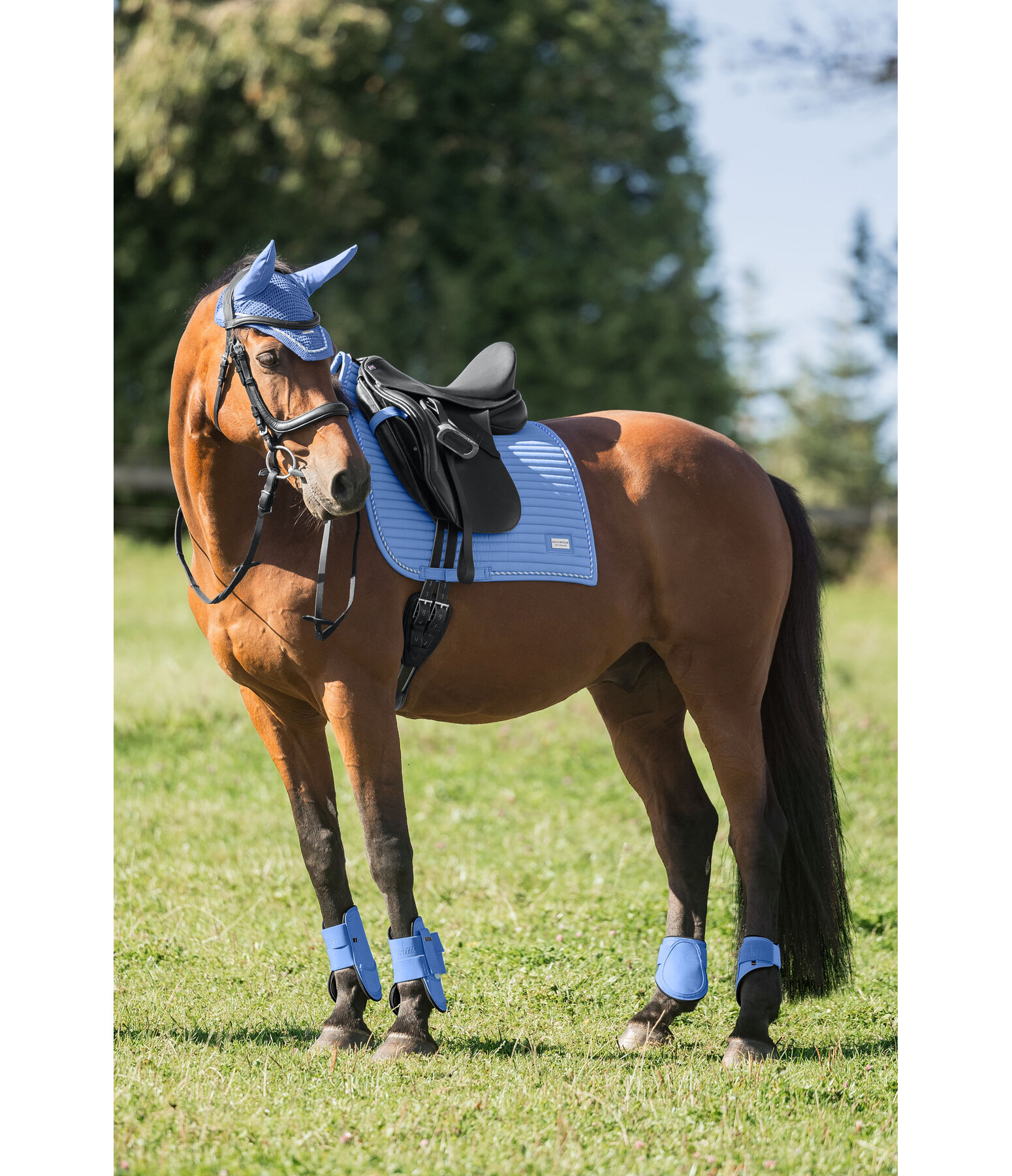 Saddle Pad Sophistication Regular