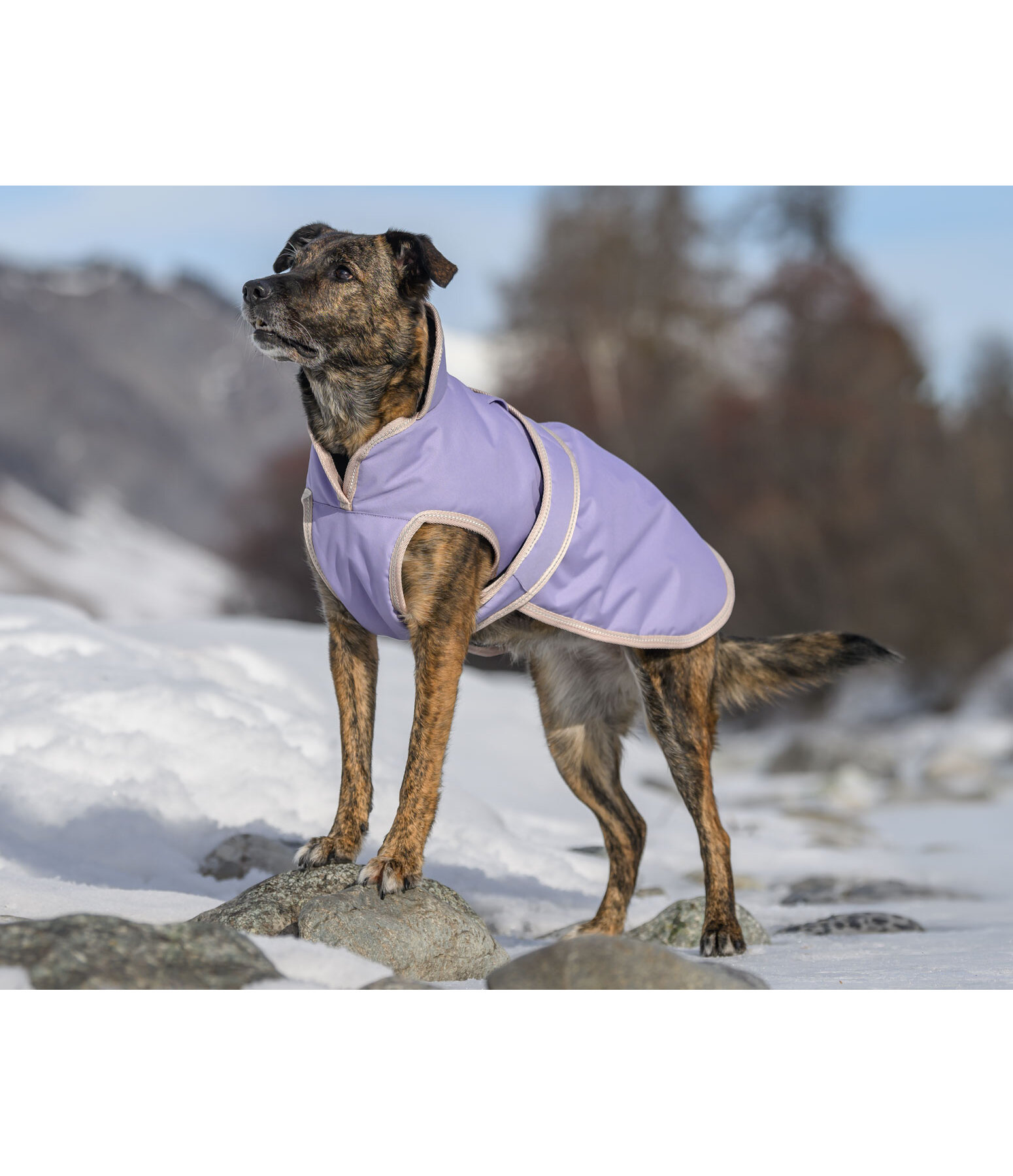 Dog Coat Eddie with Fleece Lining 200 g Kramer Equestrian