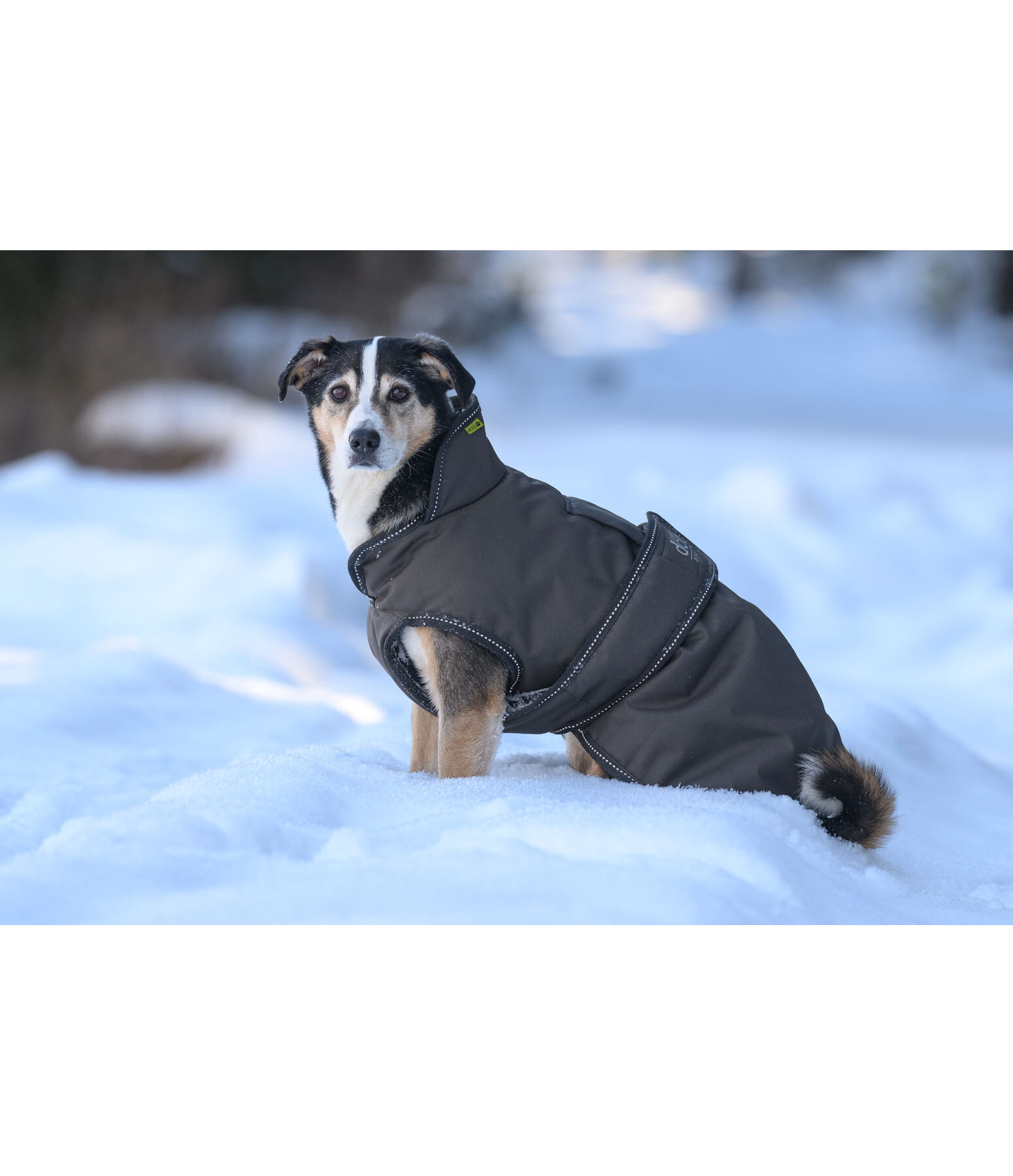 Winter Dog Coat Eddie with Fleece Lining, 200g