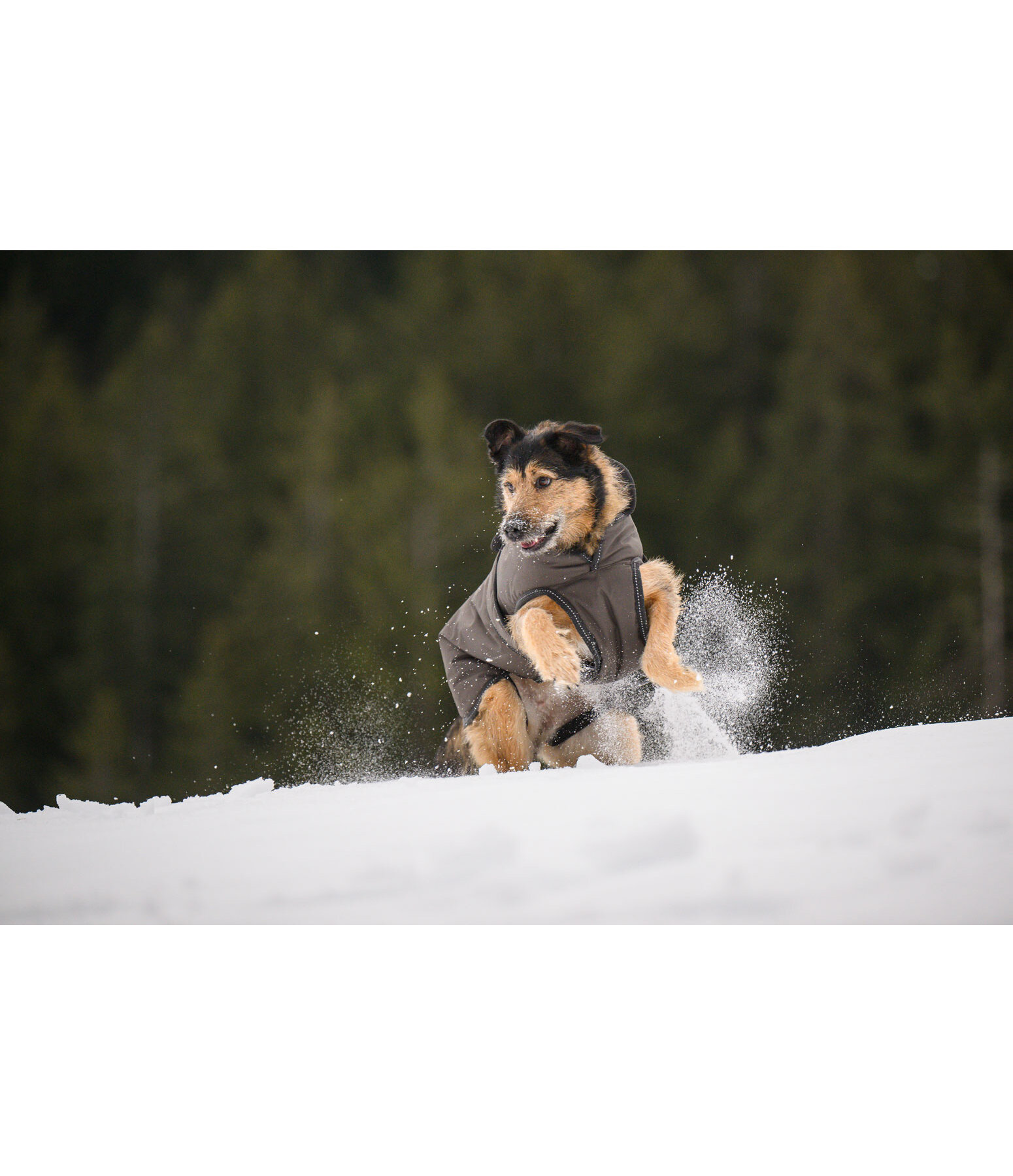 Winter Dog Coat Eddie with Fleece Lining, 200g