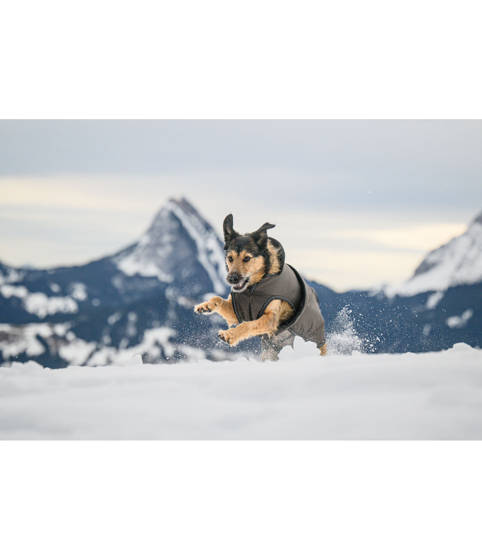 Winter Dog Coat Eddie with Fleece Lining, 200g