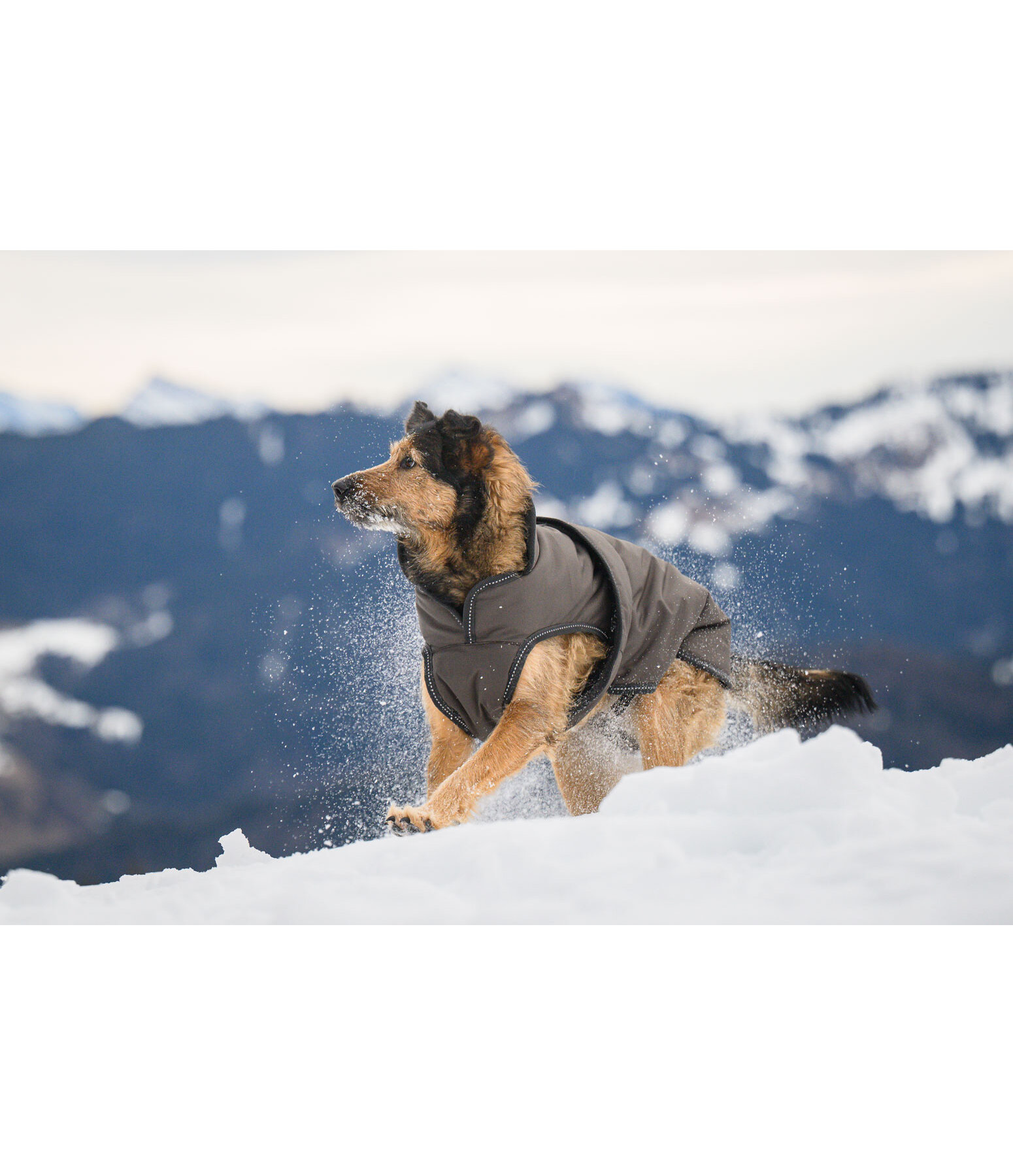 Winter Dog Coat Eddie with Fleece Lining, 200g