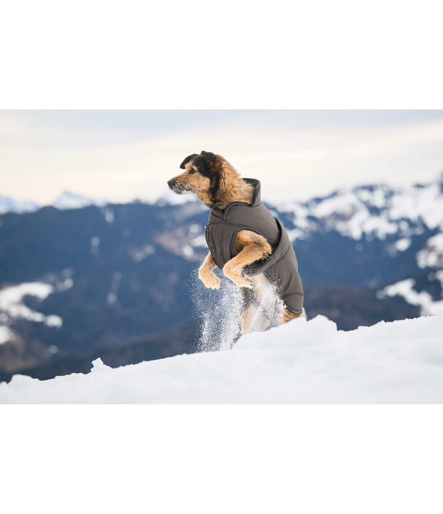 Winter Dog Coat Eddie with Fleece Lining, 200g