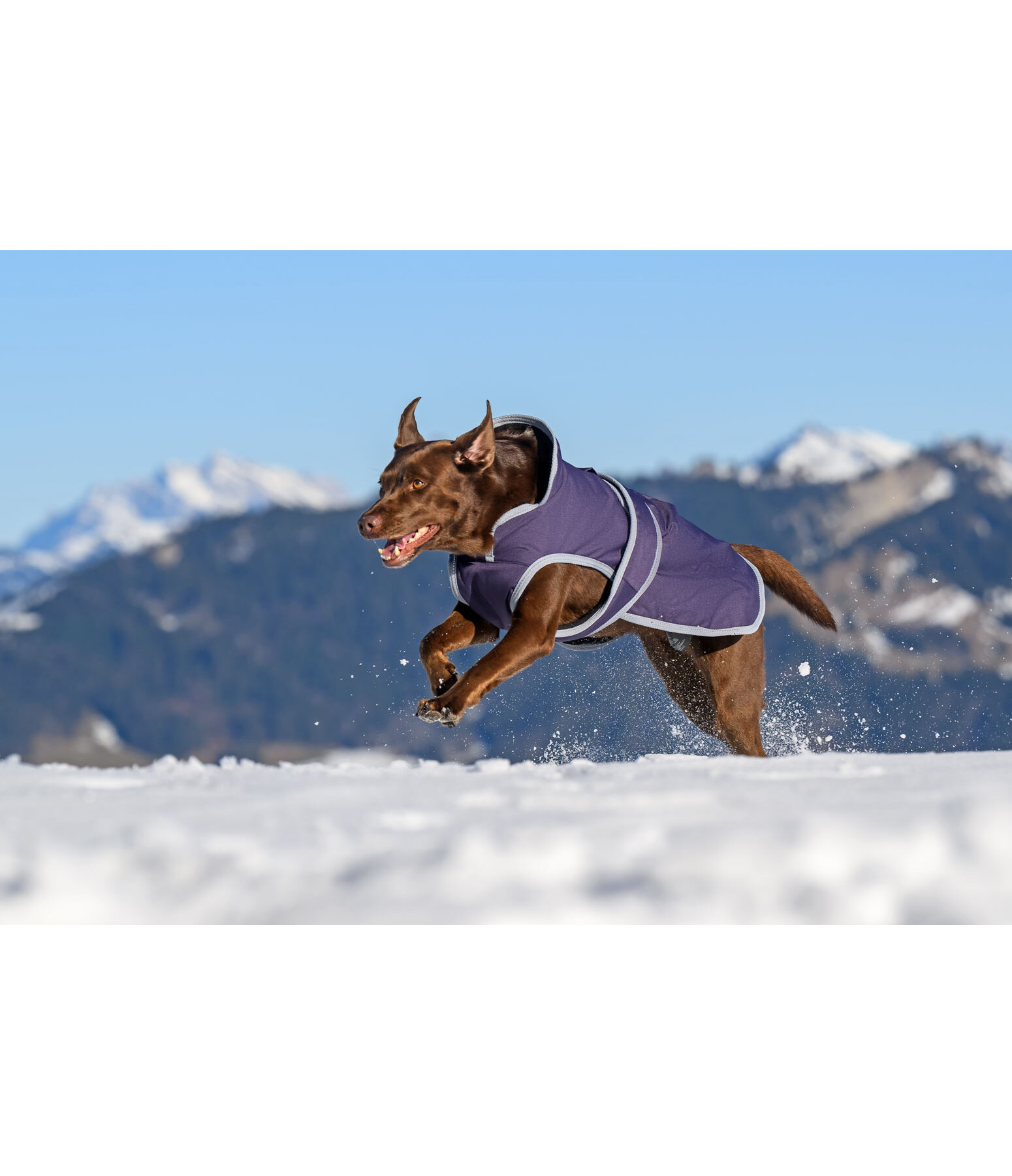 Winter Dog Coat Eddie with Fleece Lining, 200g