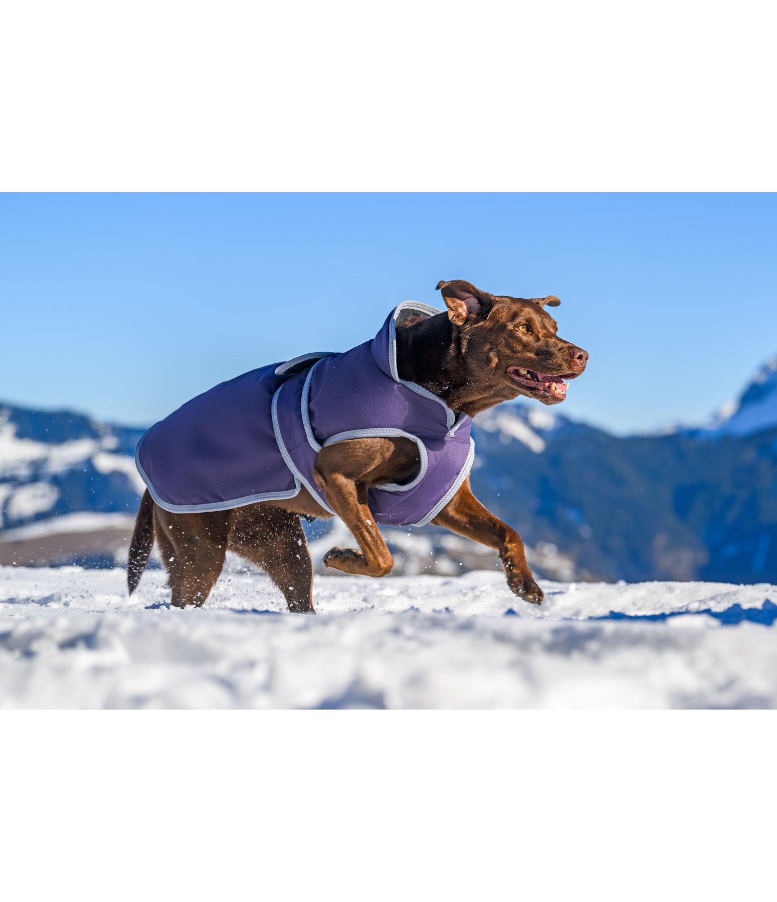 Winter Dog Coat Eddie with Fleece Lining, 200g