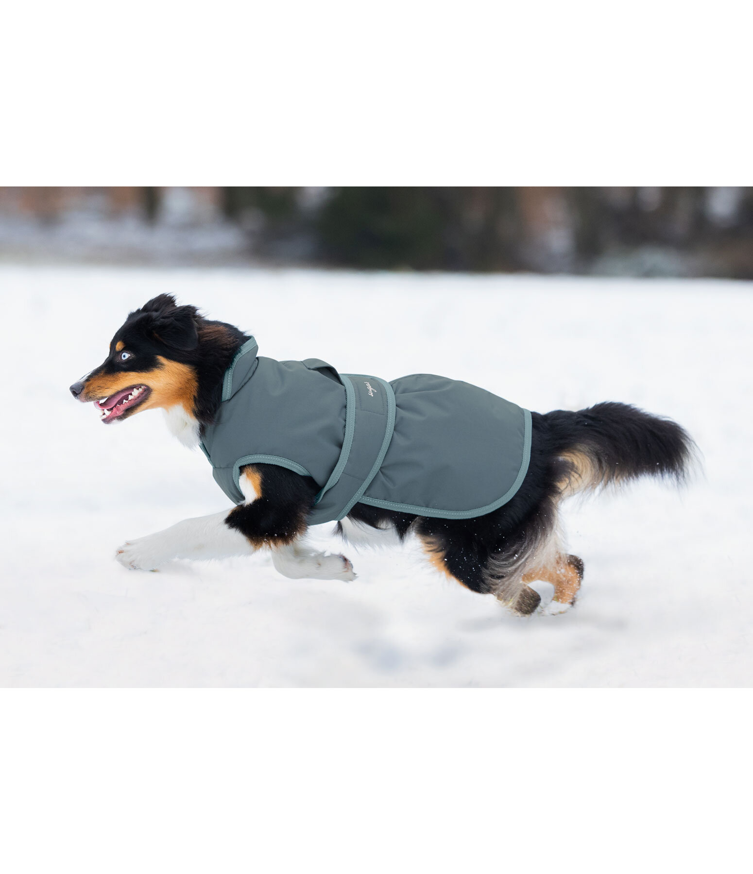 Dog Coat Eddie with Fleece Lining 200 g