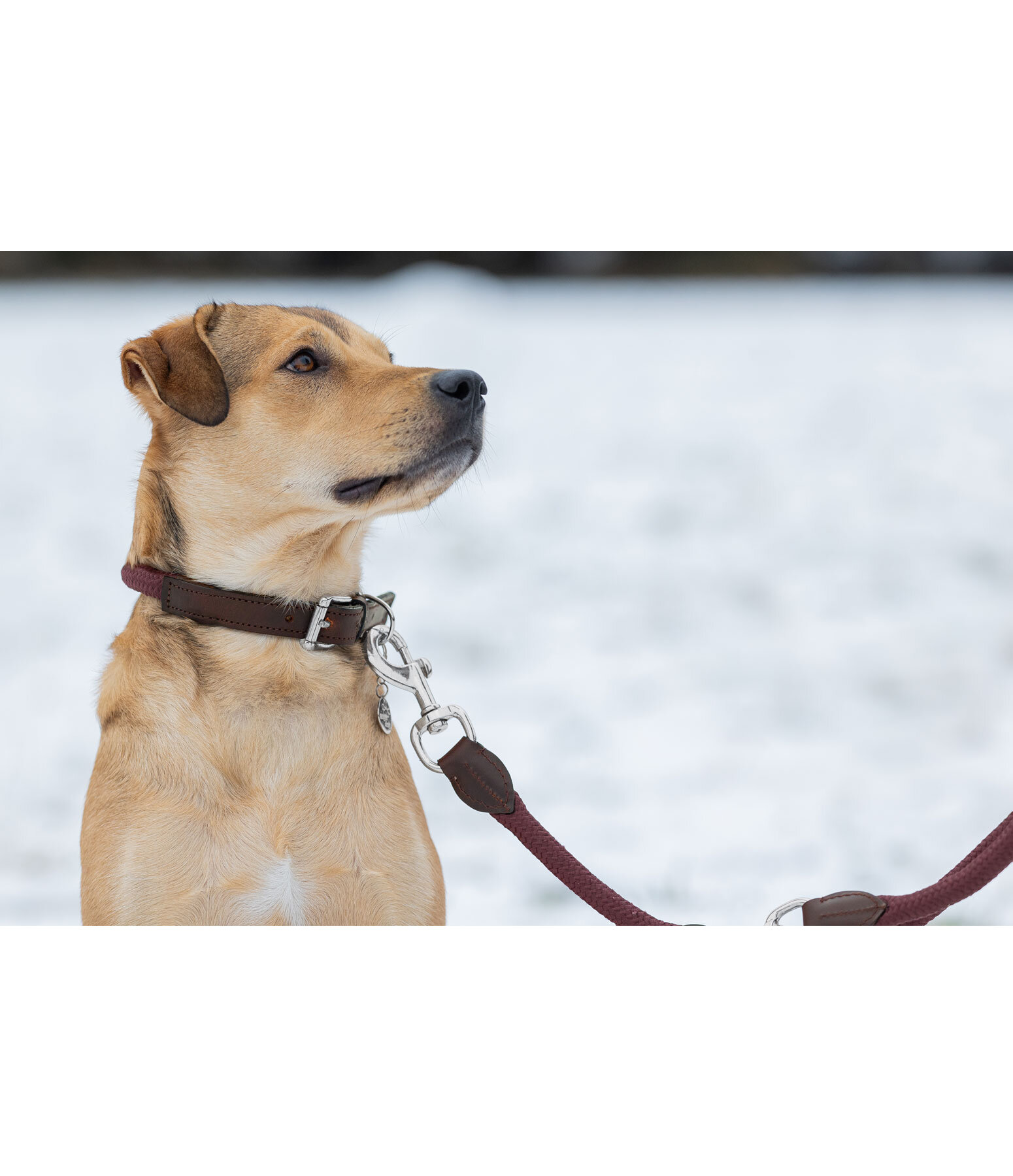 Rope deals dog harness