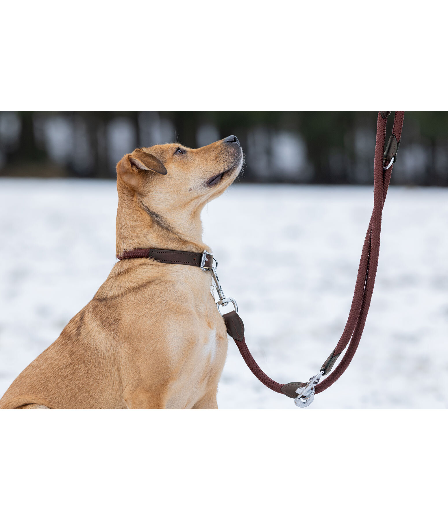 Dog Lead Nature Rope