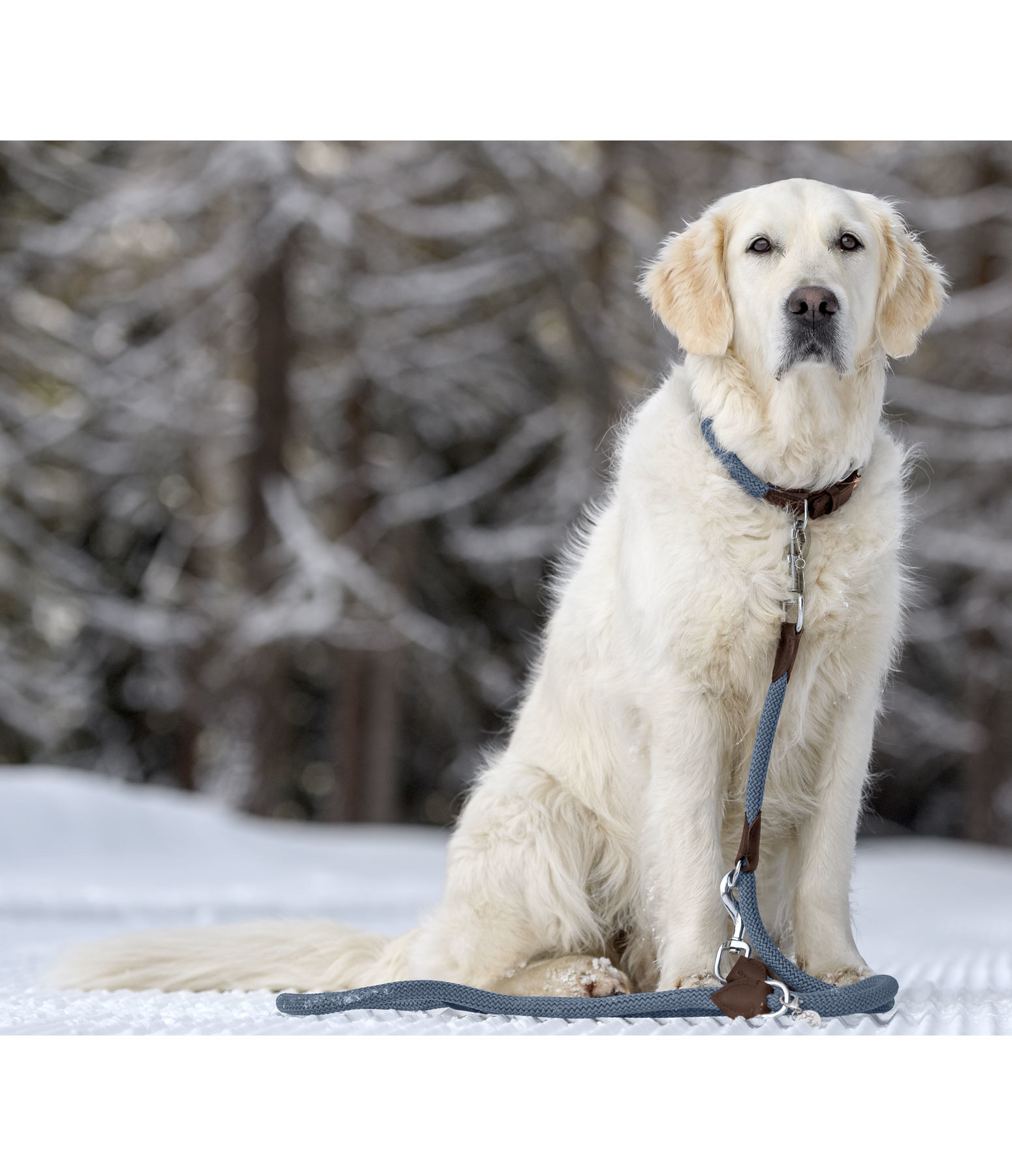 Dog Lead Nature Rope